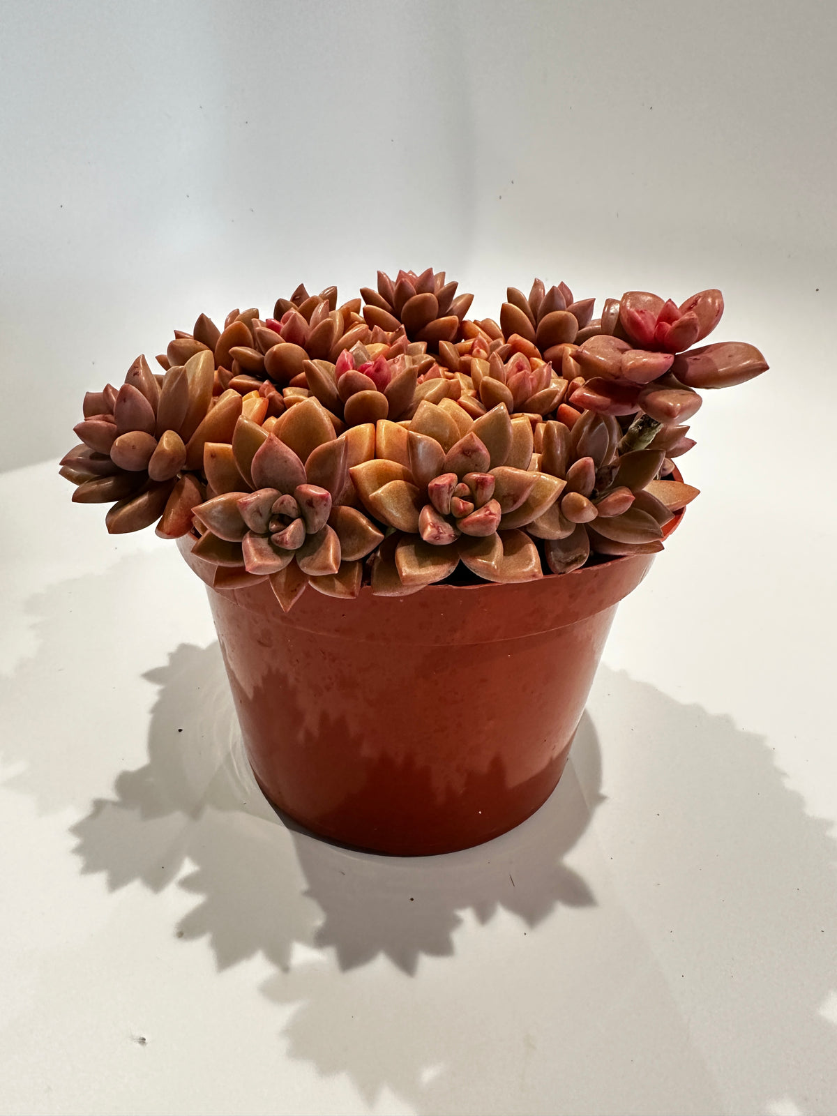 Graptoveria Vera Higgins