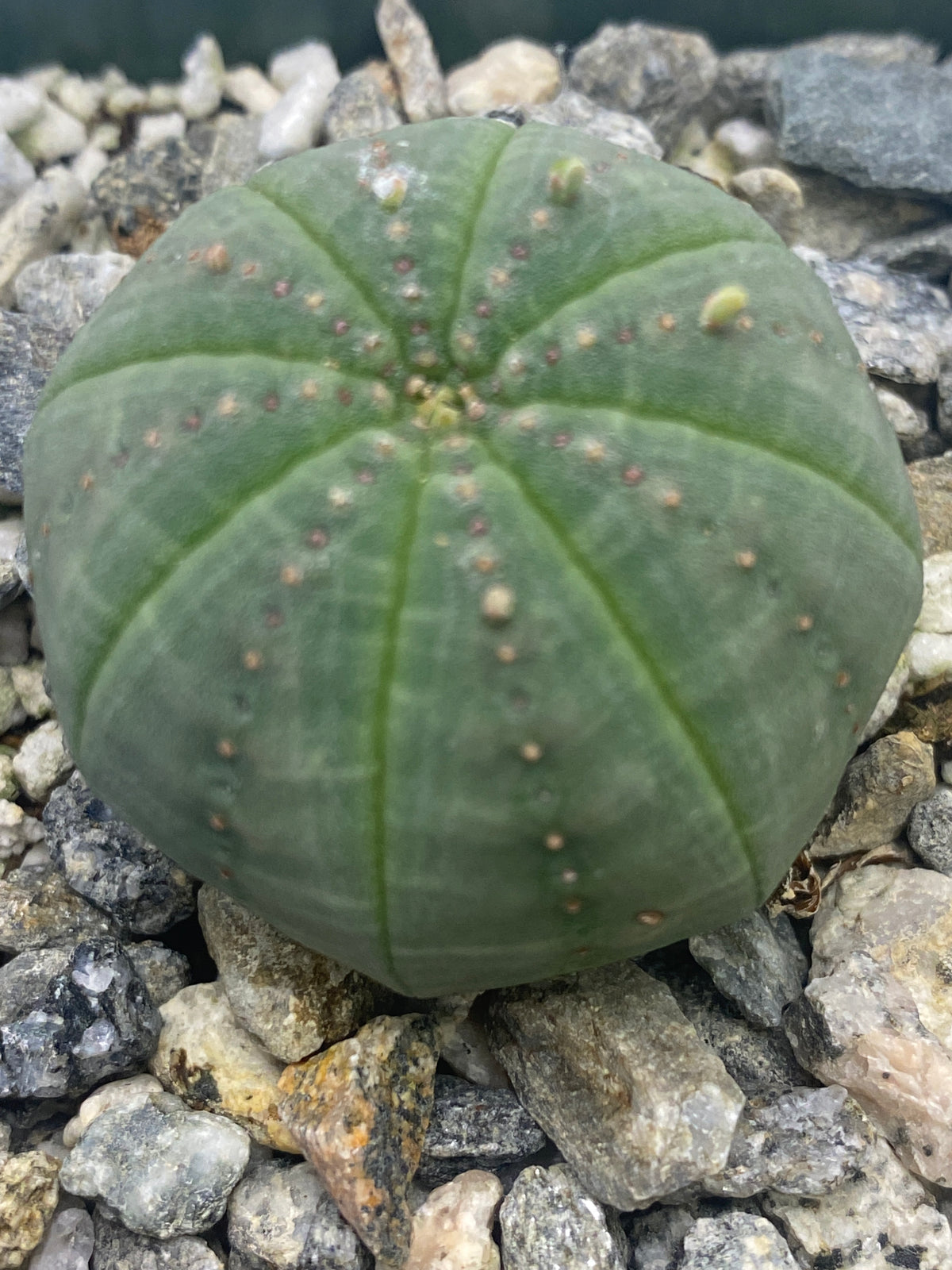BE@RBRICK Euphorbia obesa 100％ &amp; 400％ BE@RBRICK SERIES 50