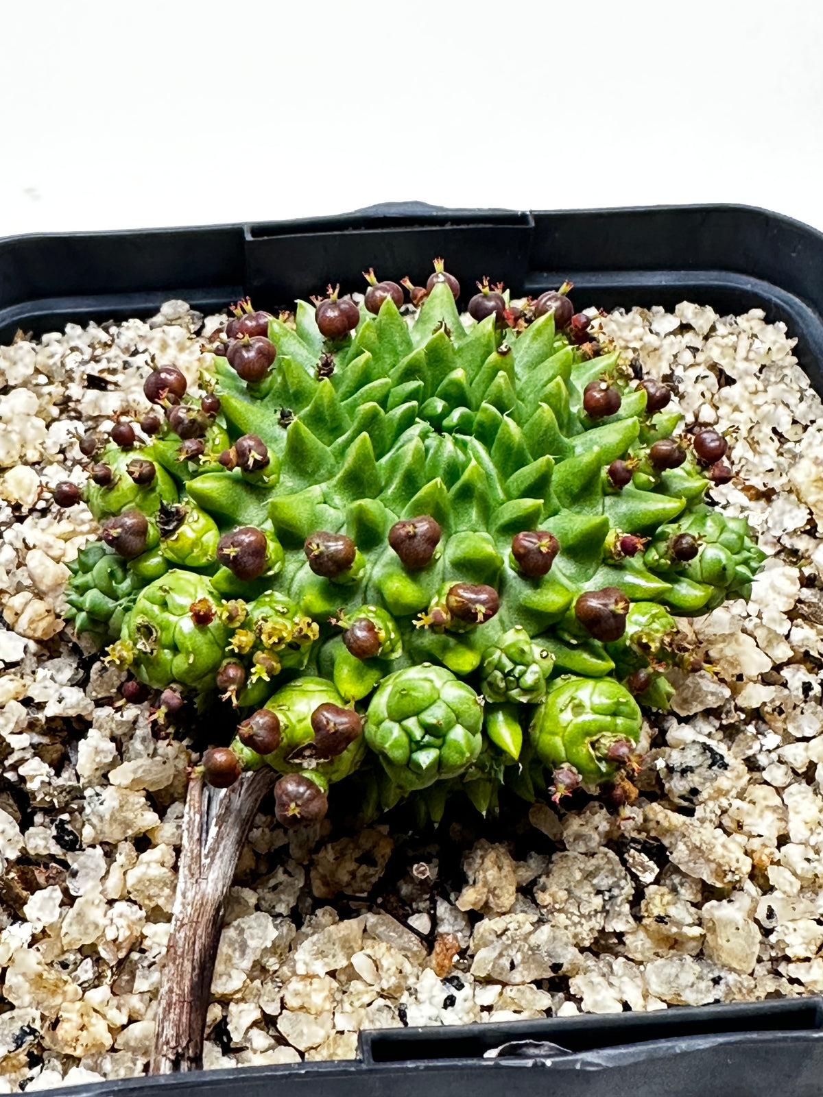 susan's succulents Euphorbia suzannae