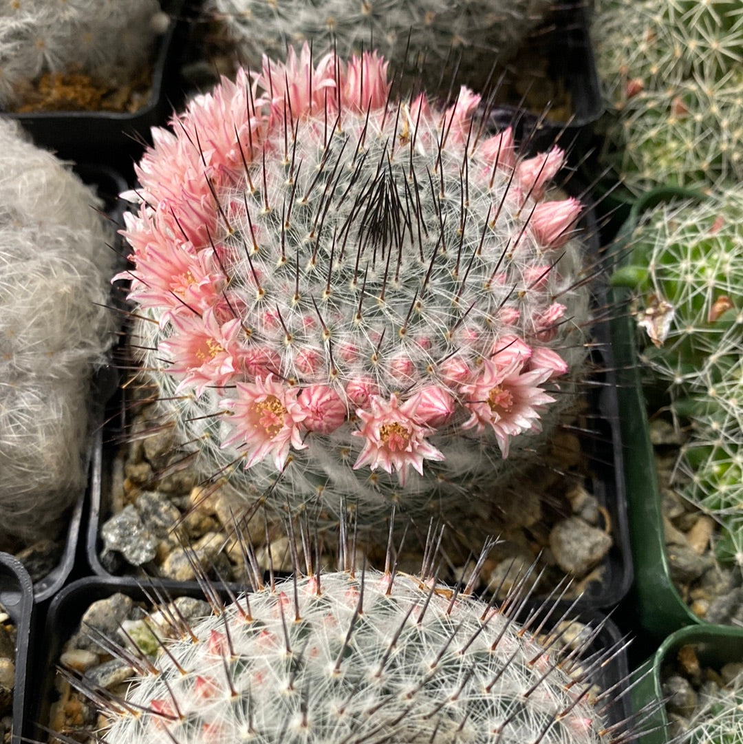Crown cactus