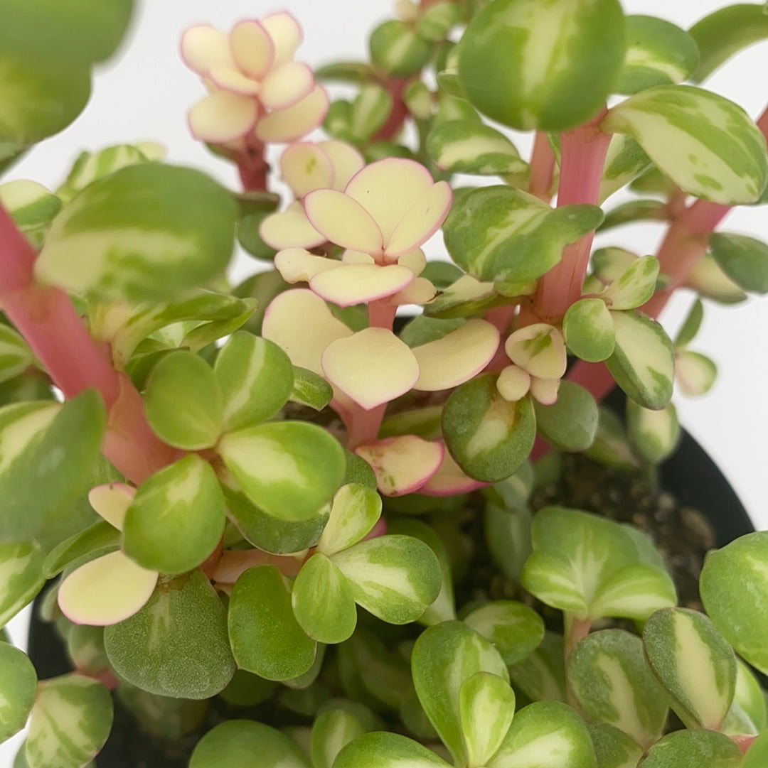 portulacaria afra kaleidoscope Portulacaria Kaleidoscope ~ Elephant bush