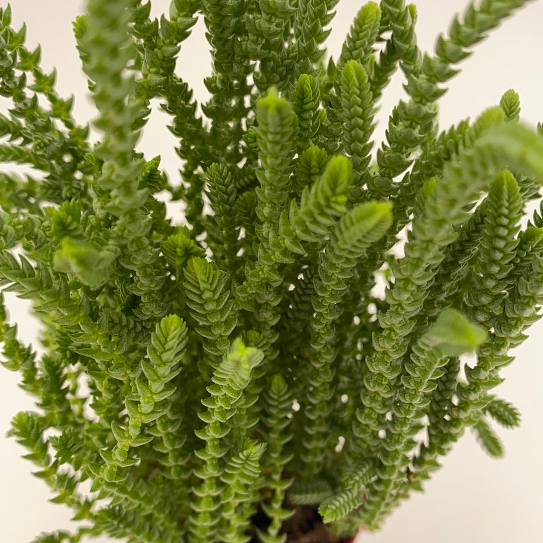 seaweed looking succulent Crassula muscosa