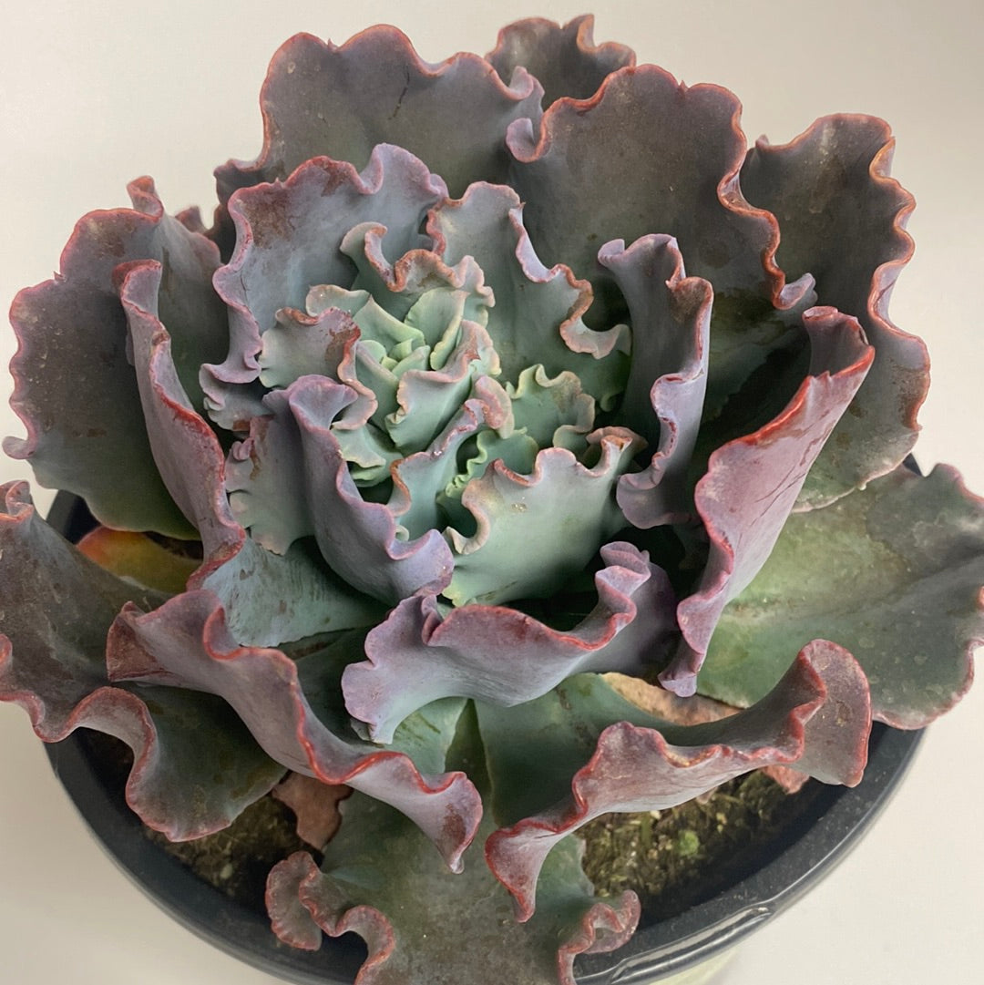 blue wave succulent Echeveria blue curl