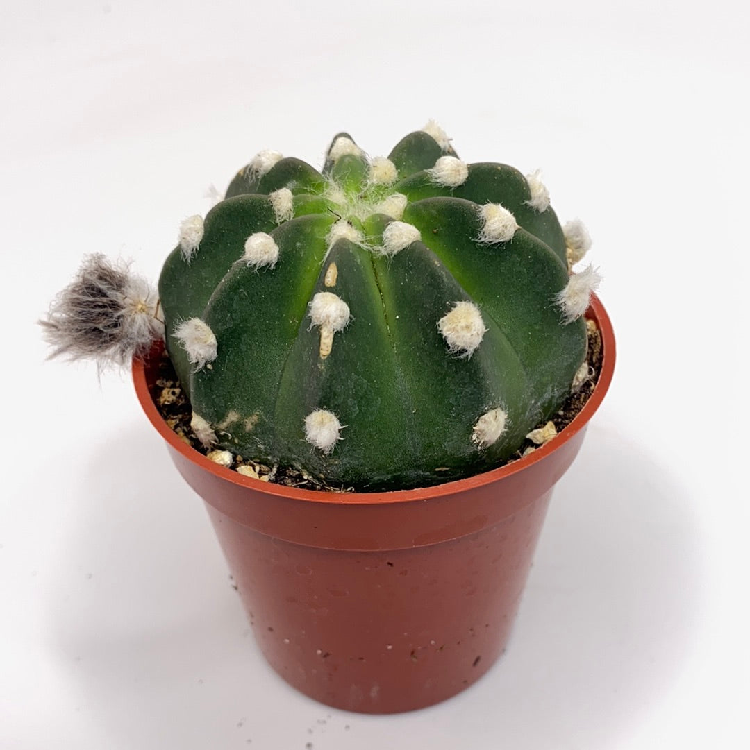 Echinopsis subdenudatum dominos