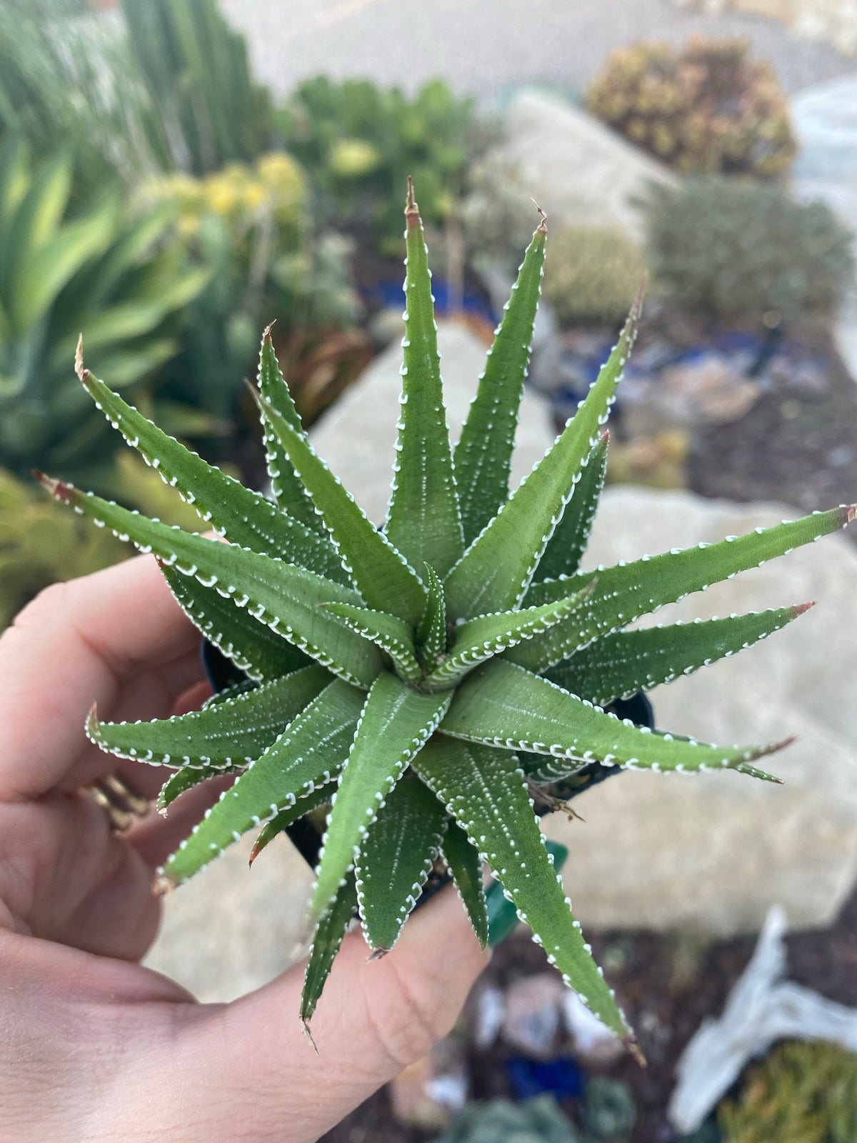 haworthia zebra succulent care Haworthia ~ Zebra plant