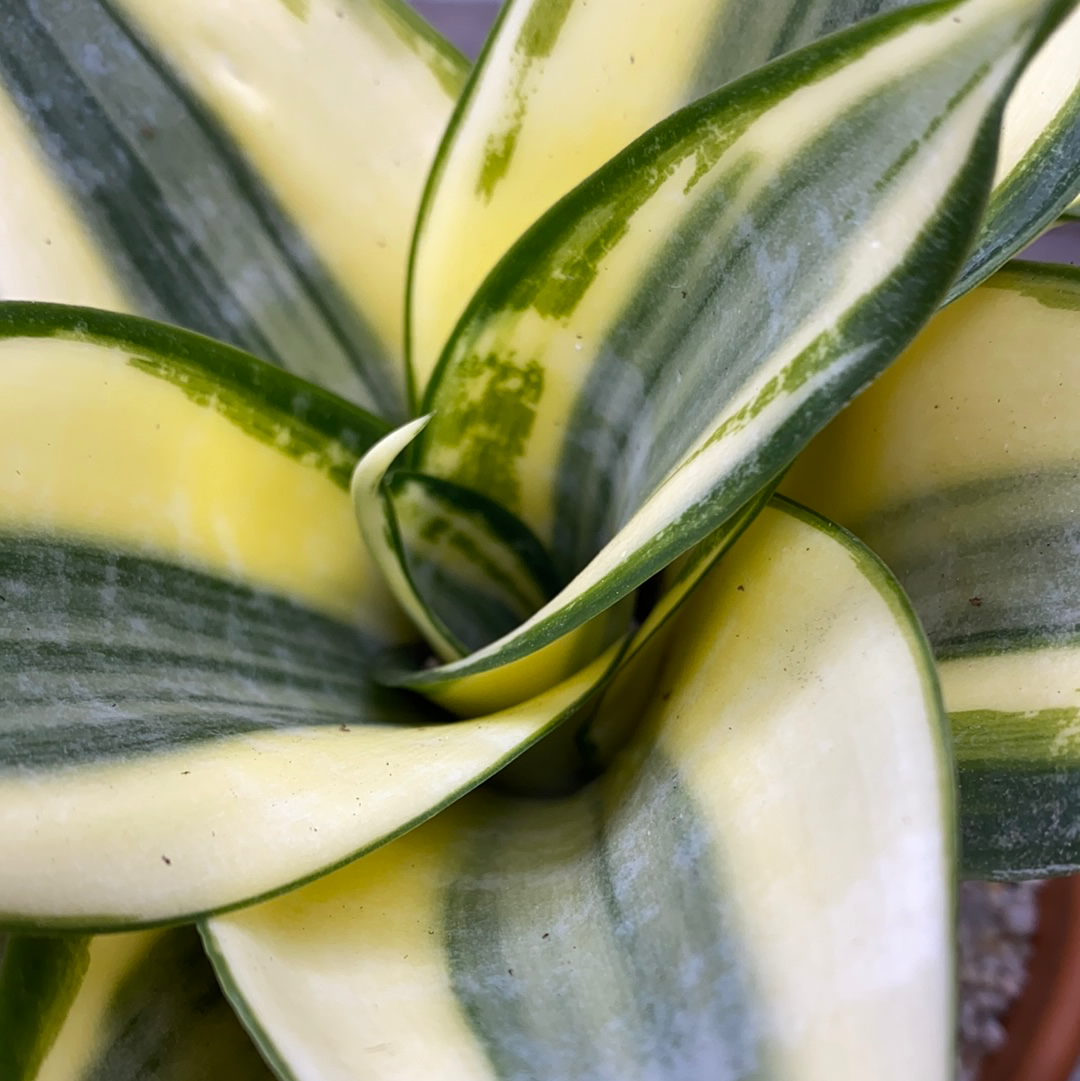 sansevieria golden edge hahnii Sansevieria Golden Hahnii