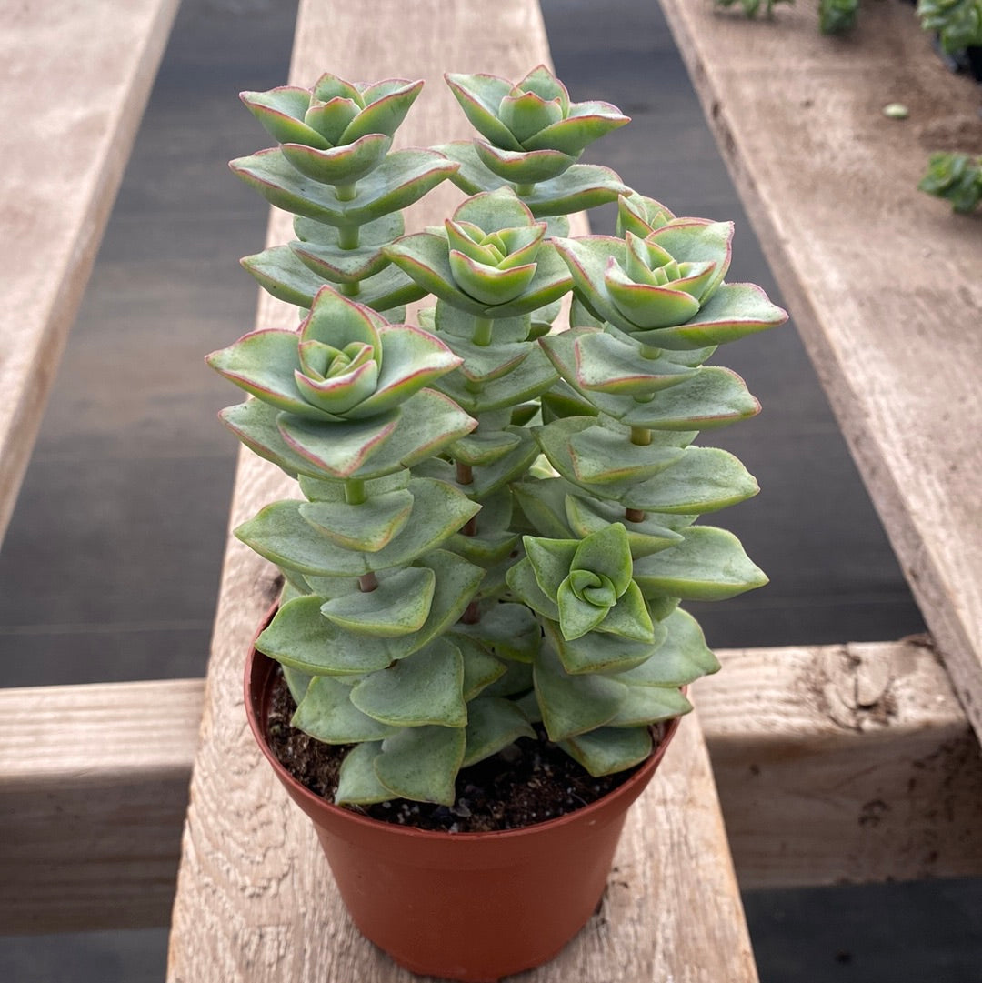 perforata succulent Crassula Perforata Ivory Tower