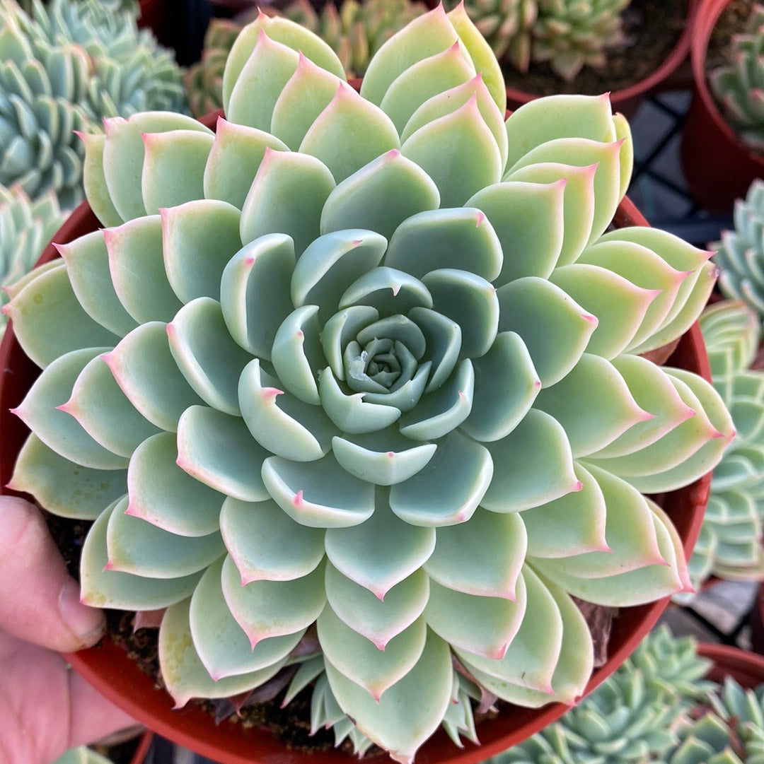succulent echeveria blue Echeveria Blue Atoll I