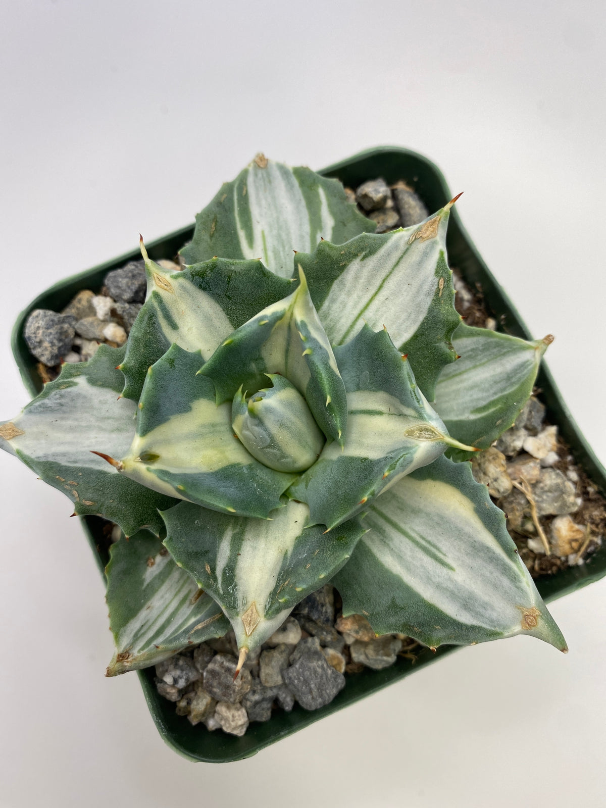 Agave isthmensis 'Ohi Raijin Fukurin Nishiki'