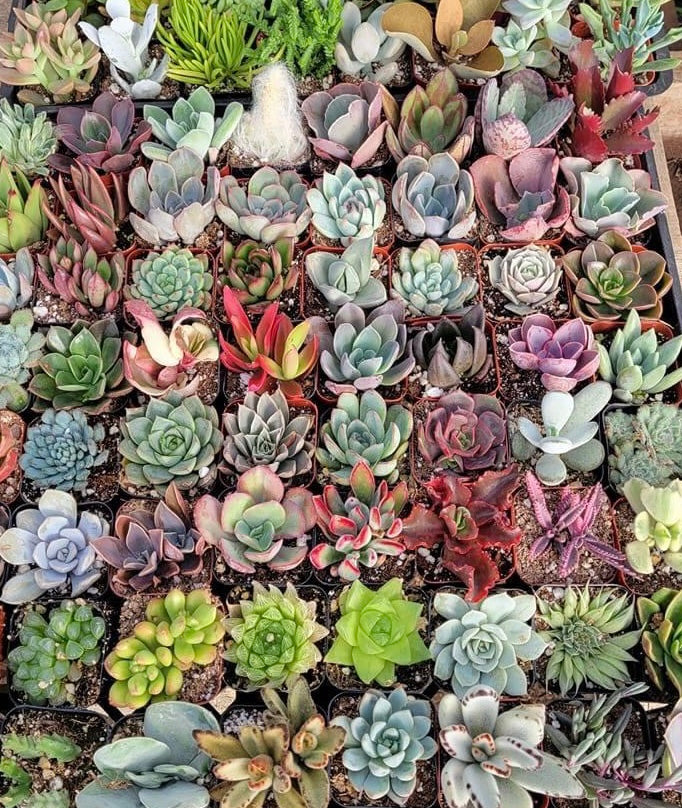 buy outdoor succulents 2 " Succulent Collection