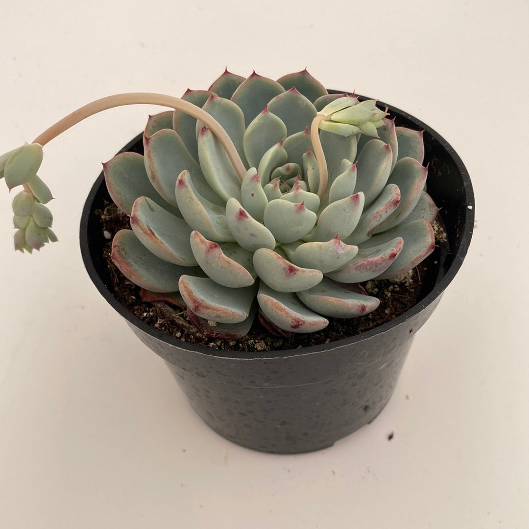 Echeveria | Partly Sunny Projects