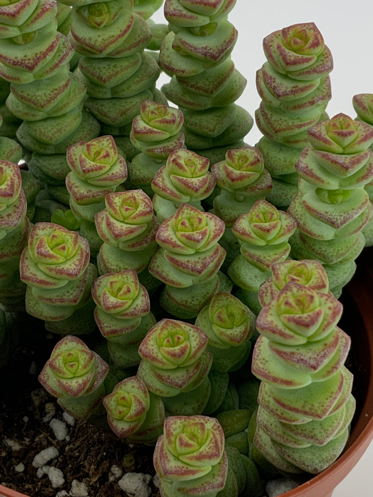 Crassula Baby Necklace
