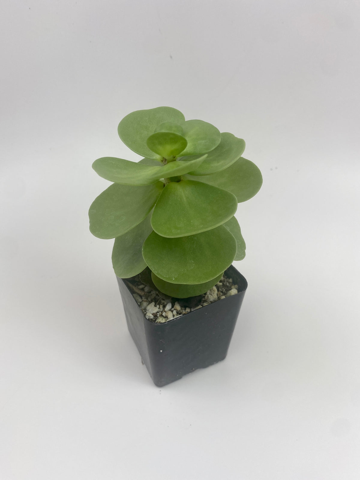 native hawaiian succulents Portulaca Molokiniensis 'Ihi