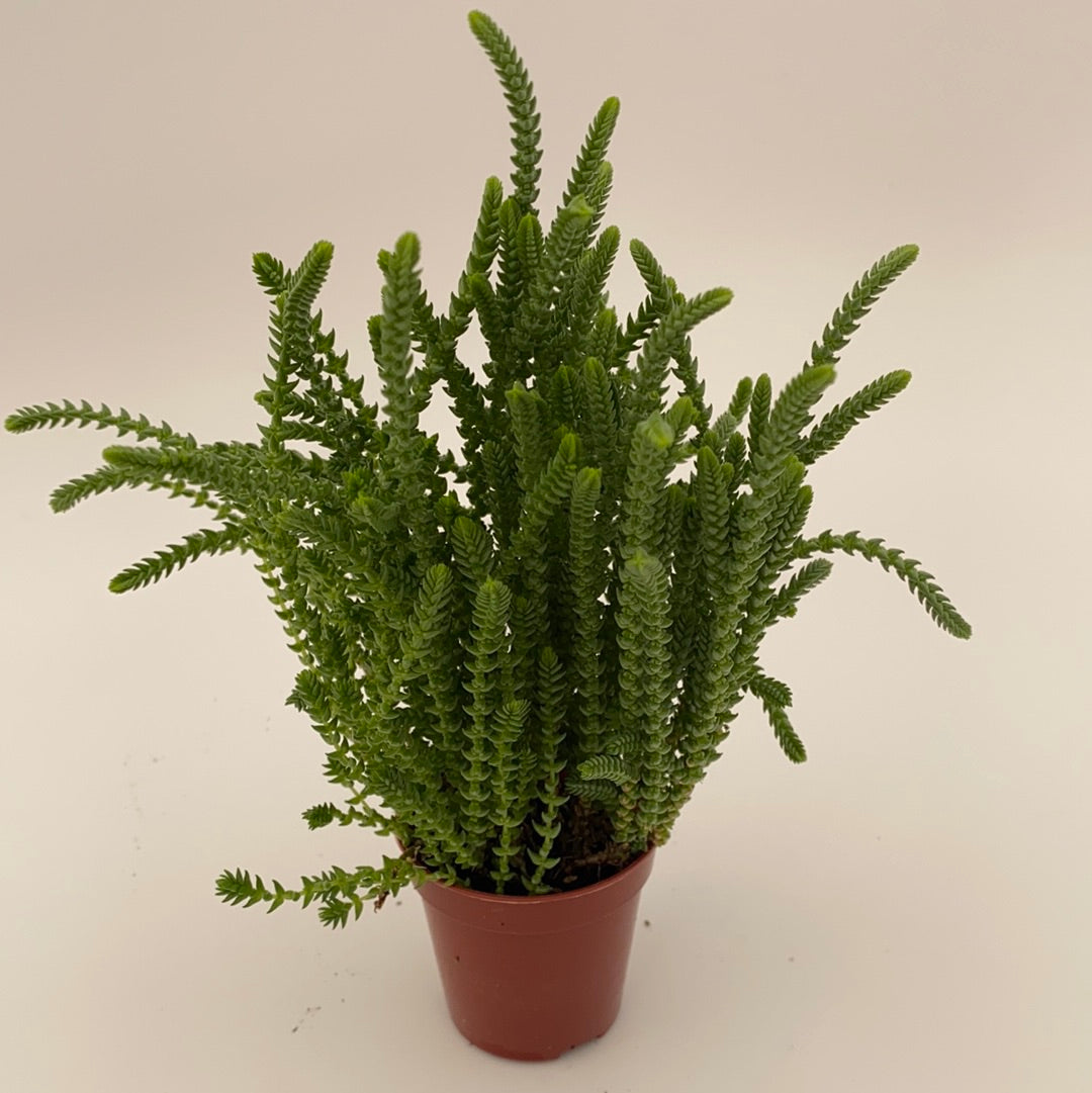 crassula muscosa succulent Crassula muscosa - Watch Chain
