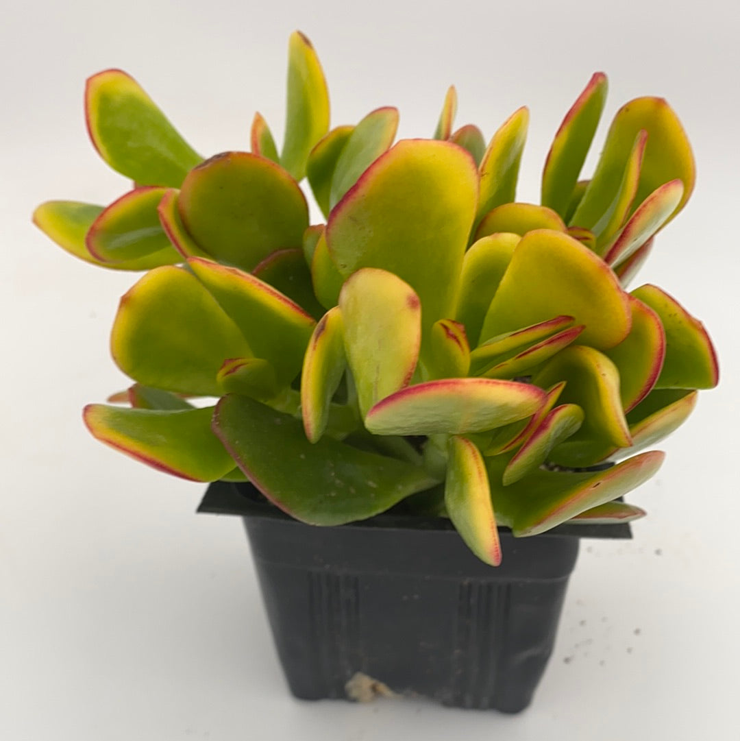 jade plant sunset Sunset Jade