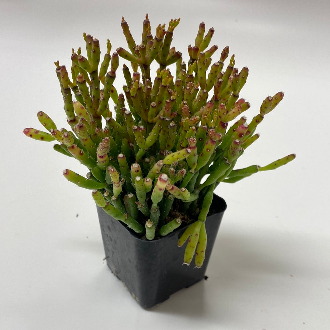 Rhipsalis dancing bones