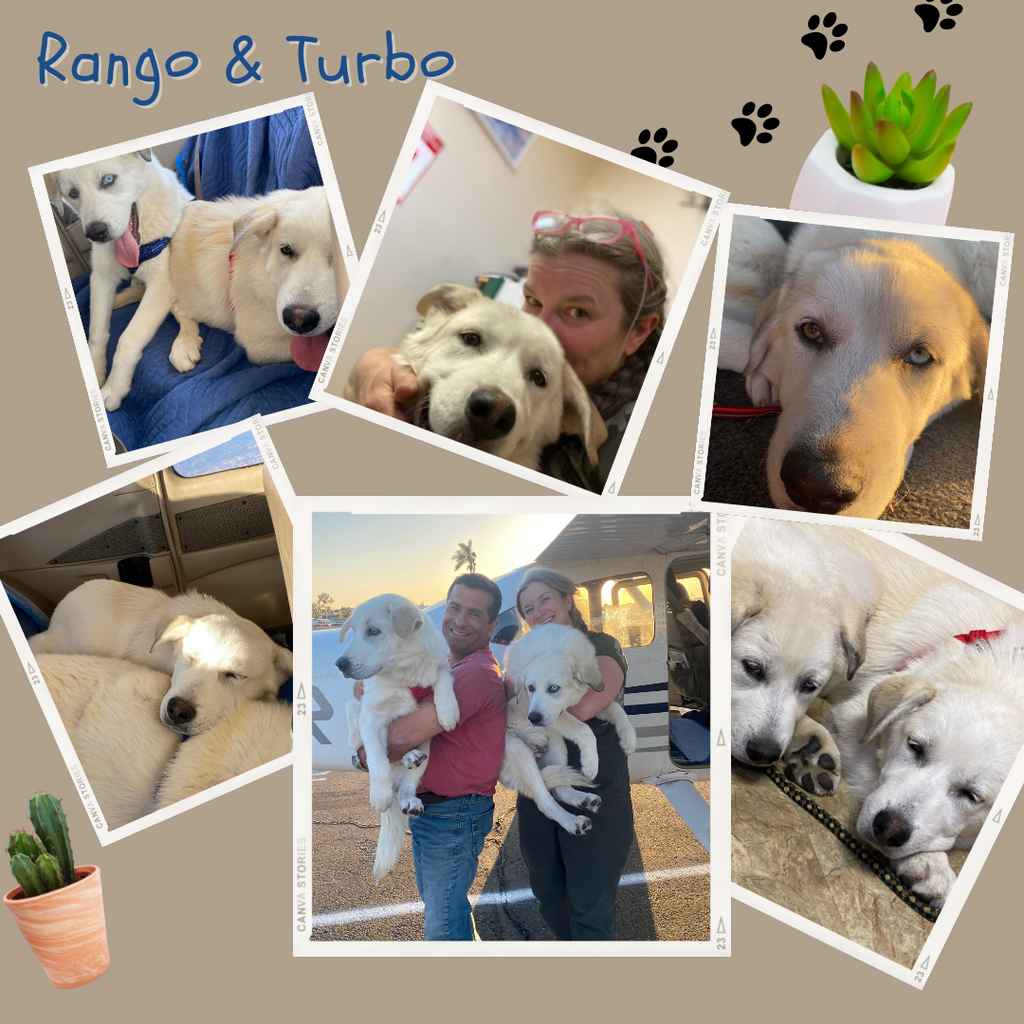 Plants With A Purpose - Rescuing Siblings Rango and Turbo (Furballs Saved To Date: 41)