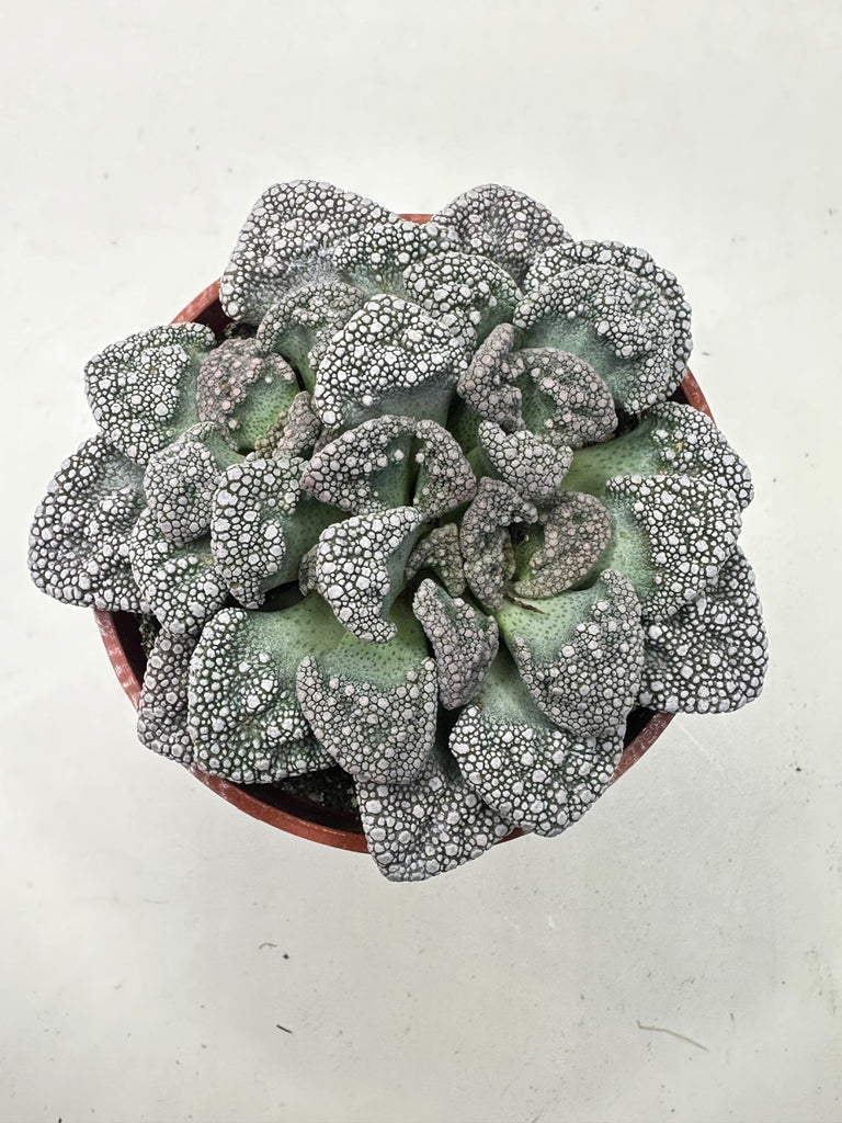 Titanopsis calcareum