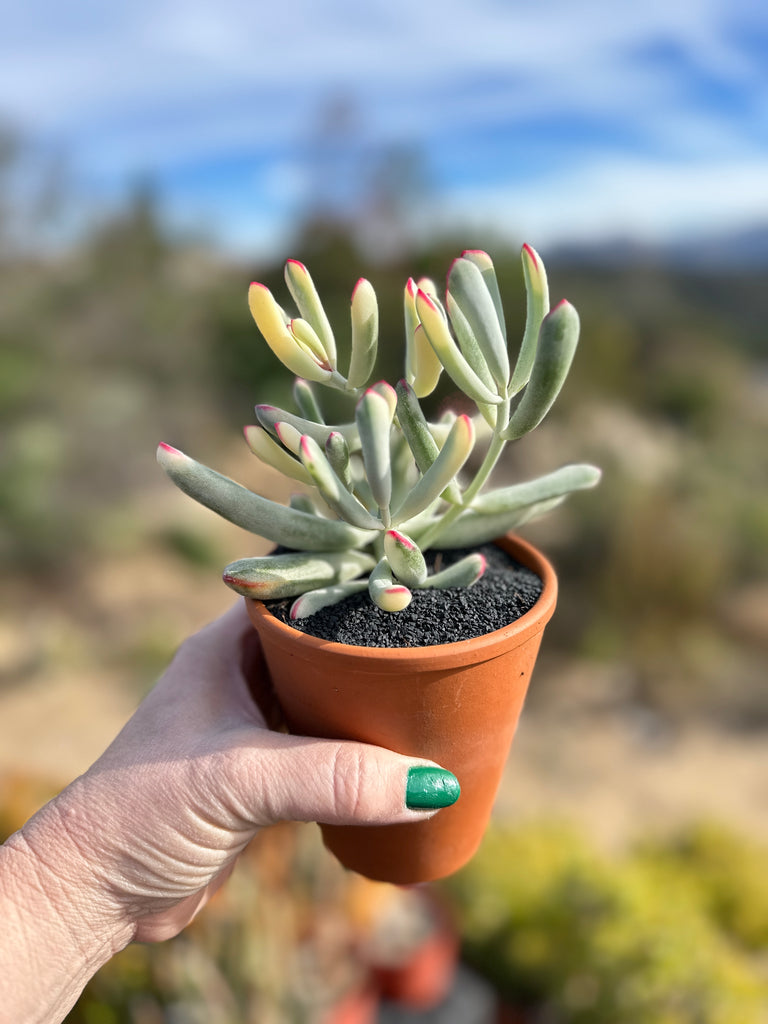 long leaf succulent plant Cotyledon orbiculata Variegated