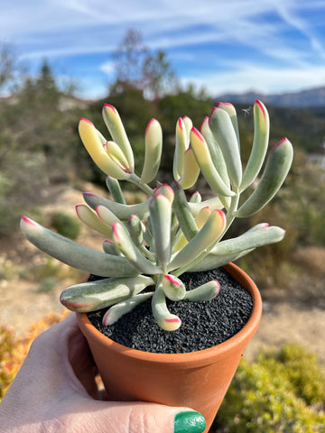 Cotyledon orbiculata Variegated - Long Leaf Form
