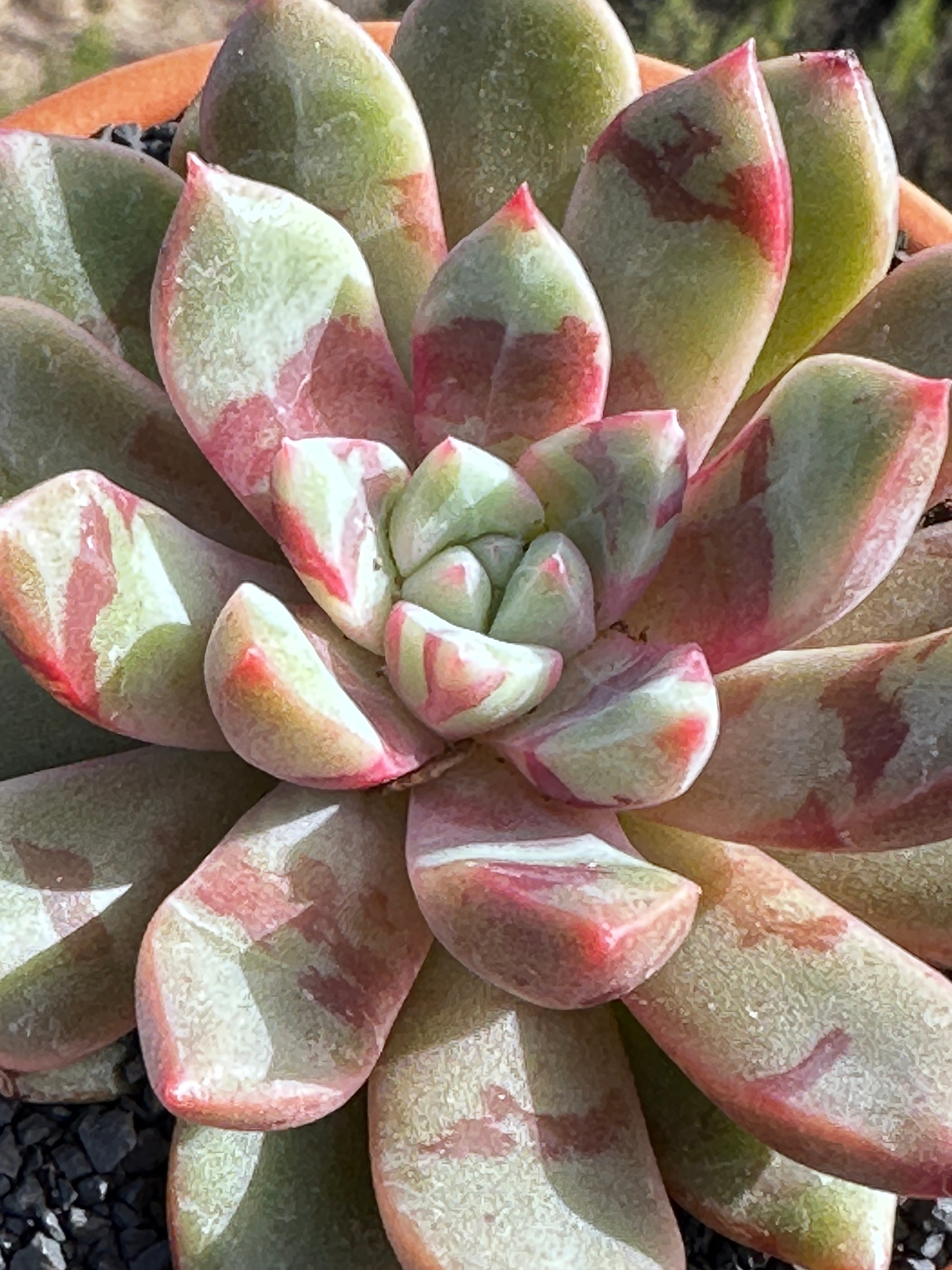 ech succulent Echeveria echo