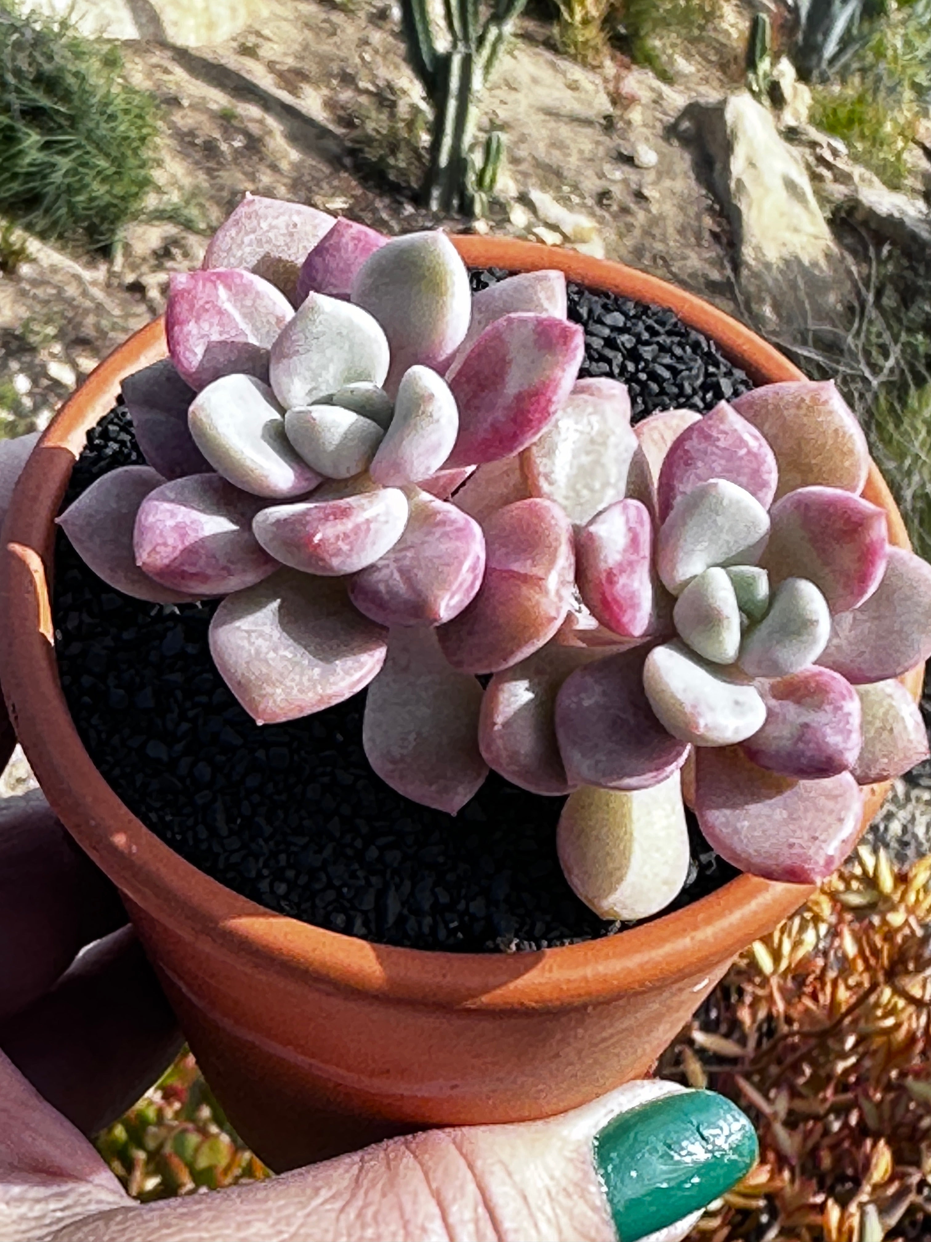 deer antler succulent Graptoveria piebald deer