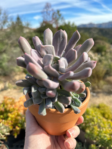 echeveria succulent tree Echeveria cupid cluster