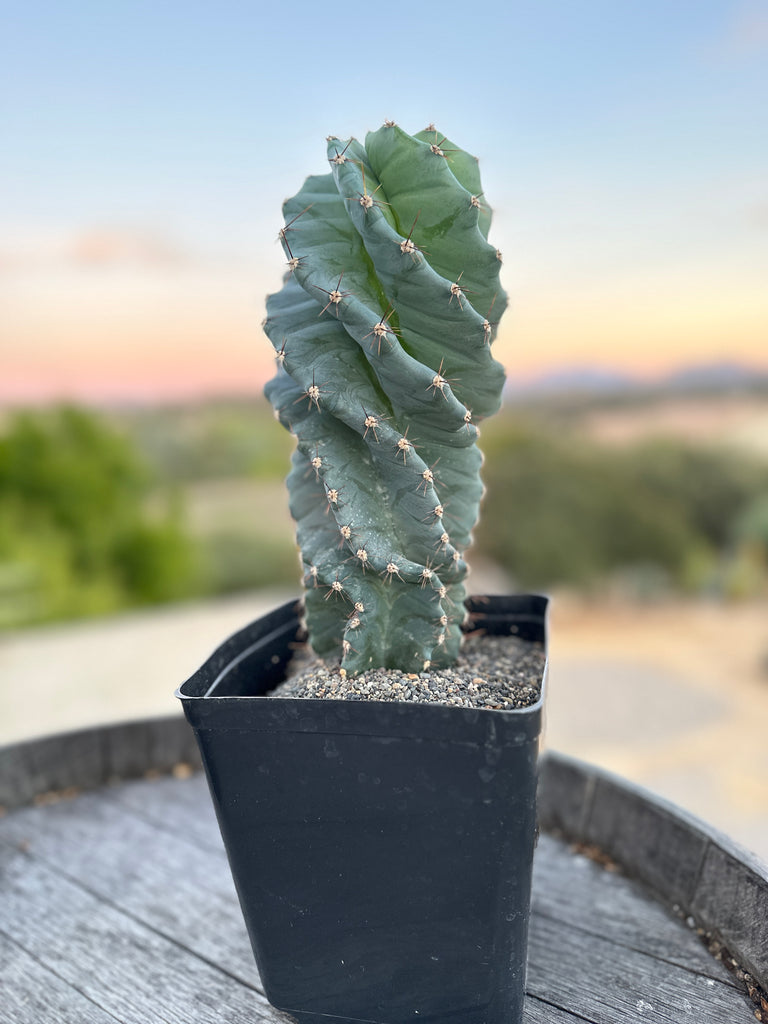 Monstrose Cactus Kit