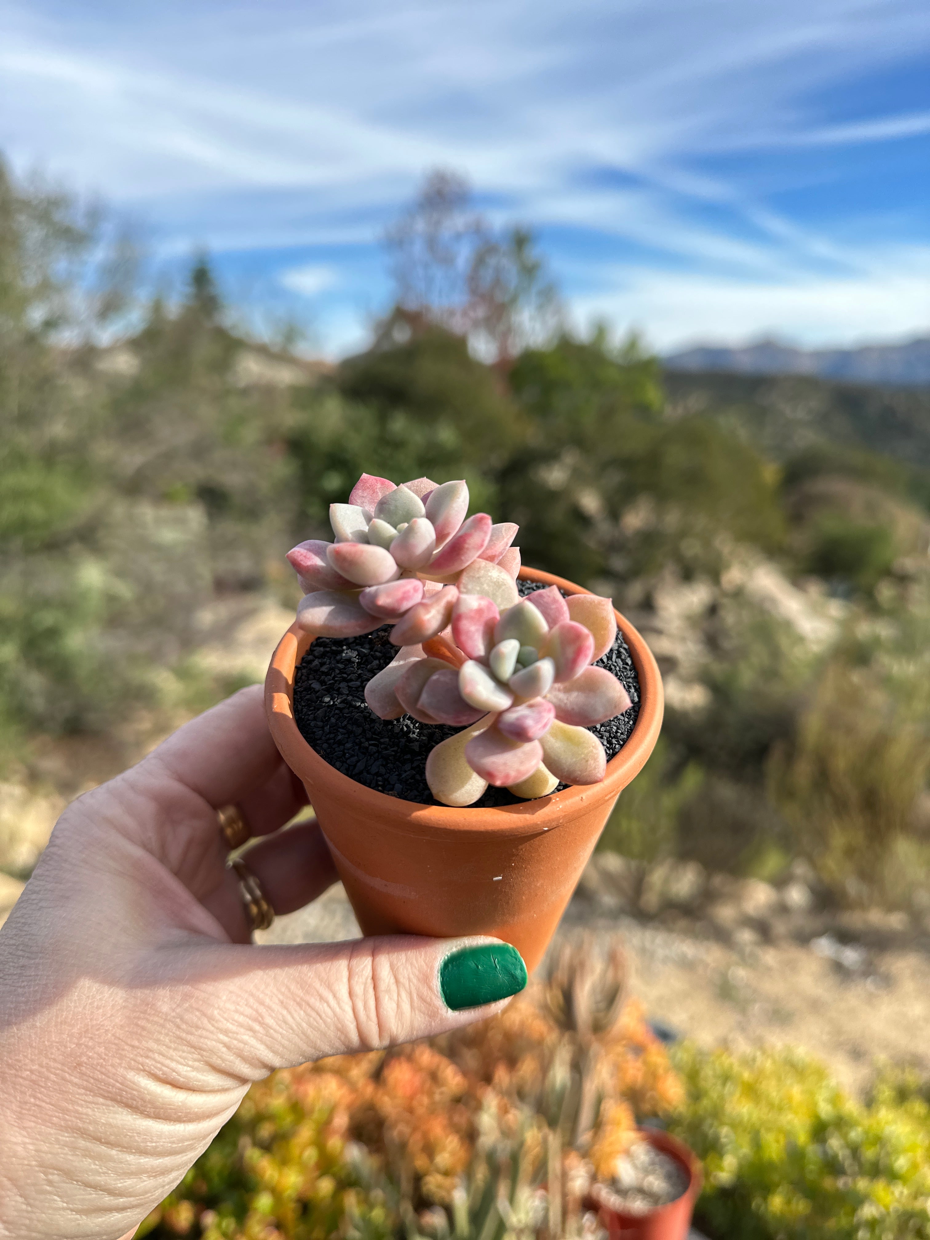 do deer like succulents Graptoveria piebald deer
