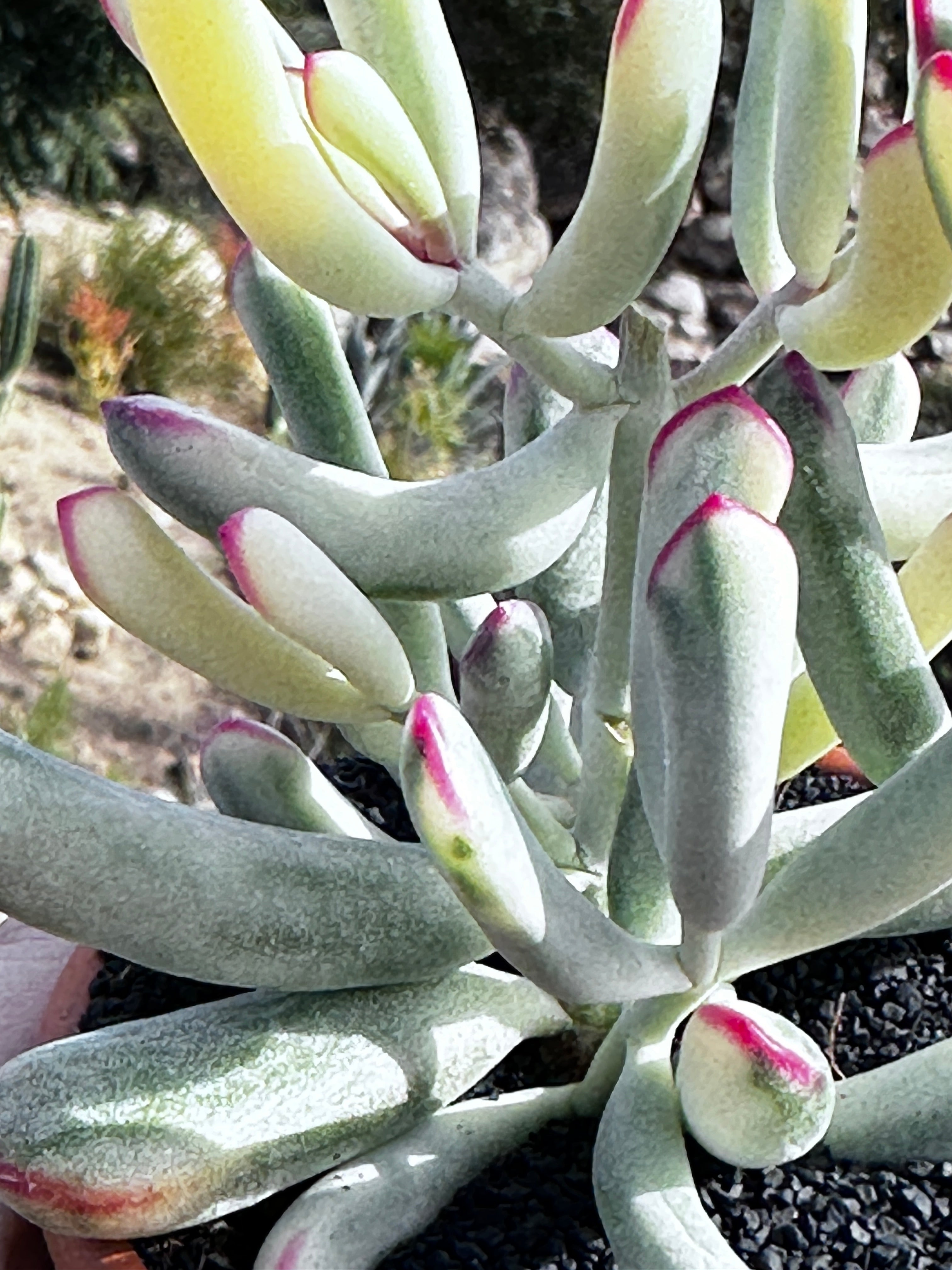 cotyledon orbiculata variegated succulent Cotyledon orbiculata Variegated - Long Leaf Form