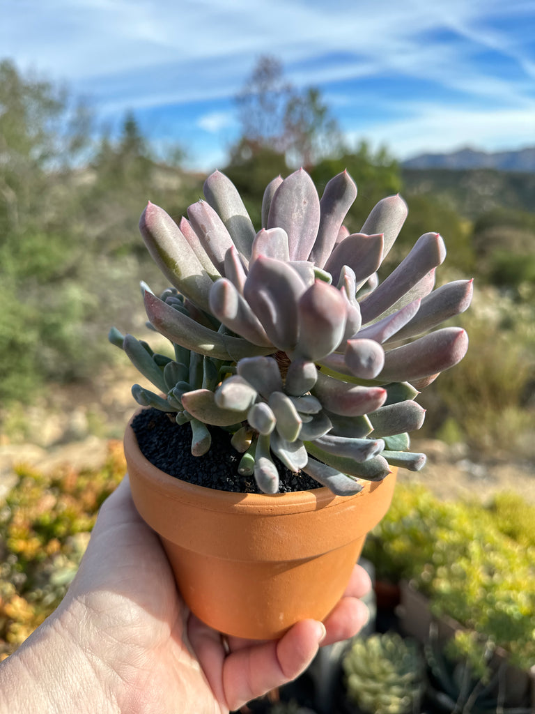cluster succulent plant Echeveria cupid cluster