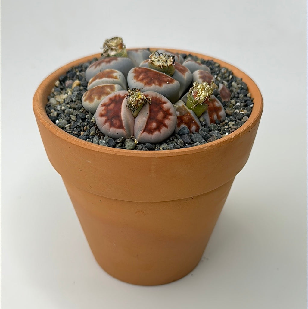 Lithops ‘red top’