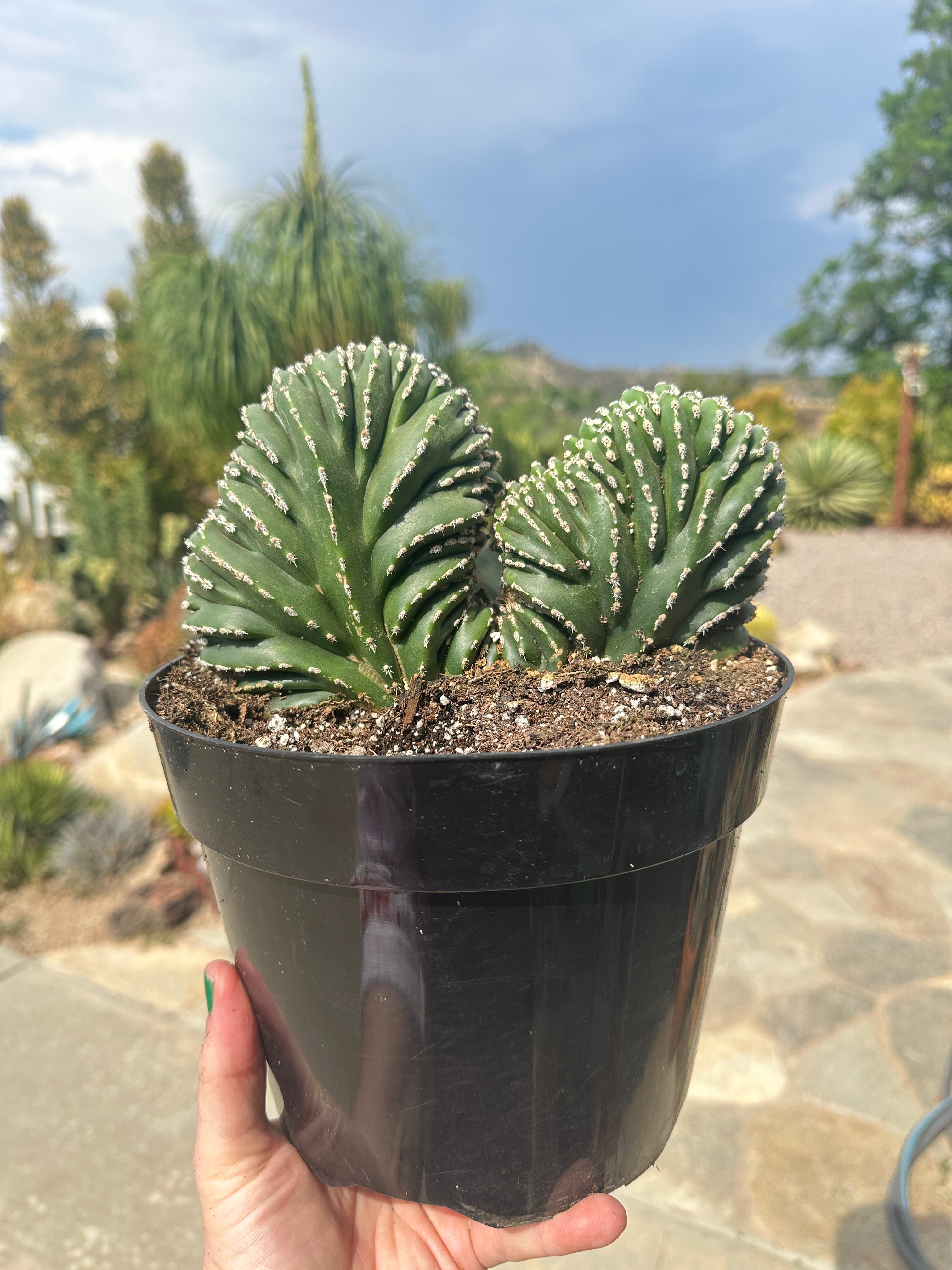 Crested Mexican fence post cactus, Marginatus crest, seed grown, exact outlets cactus