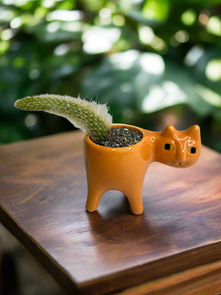 kitty planter pots Kitty pot