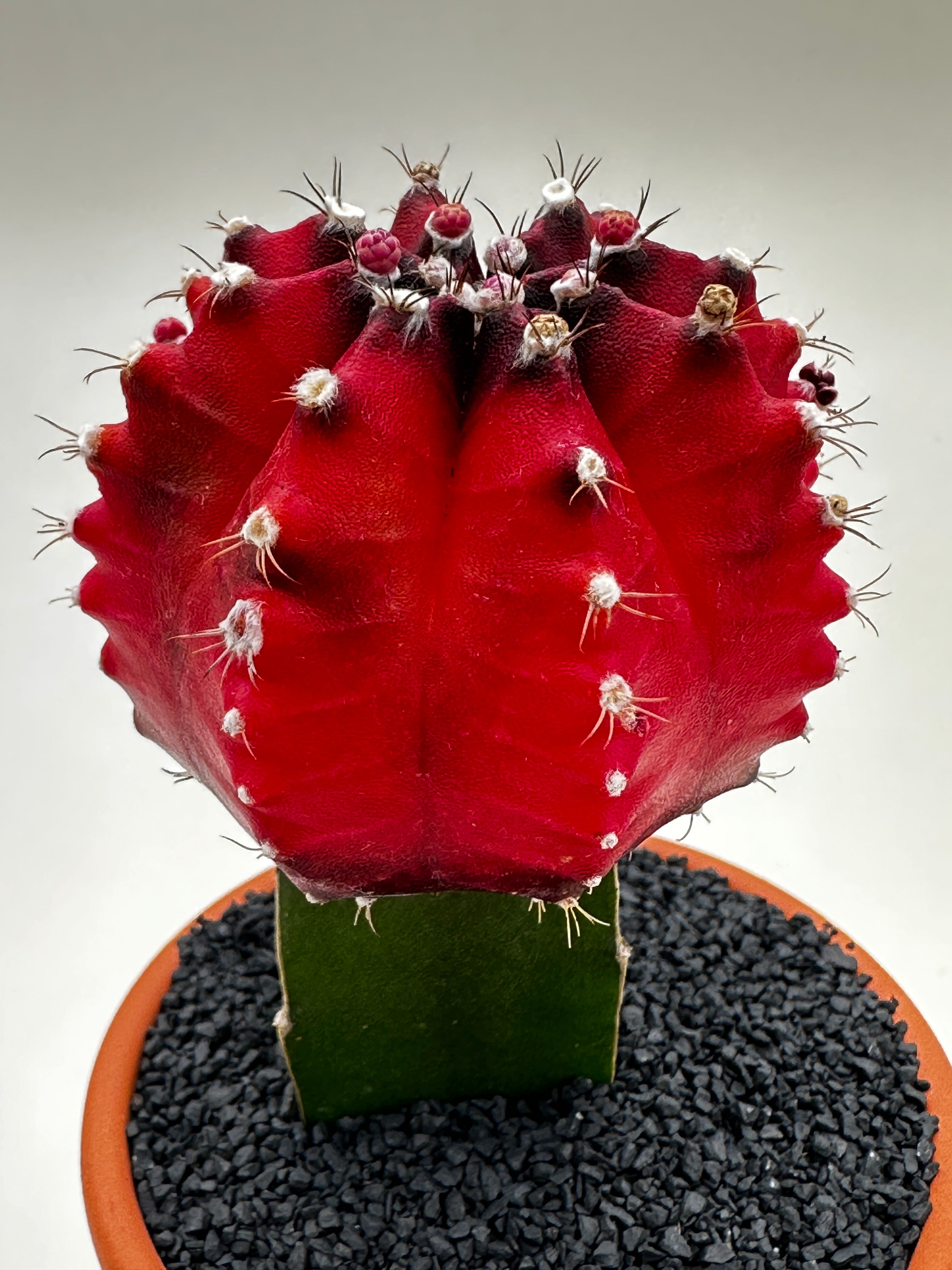 Gymnocalycium Mihanovichii