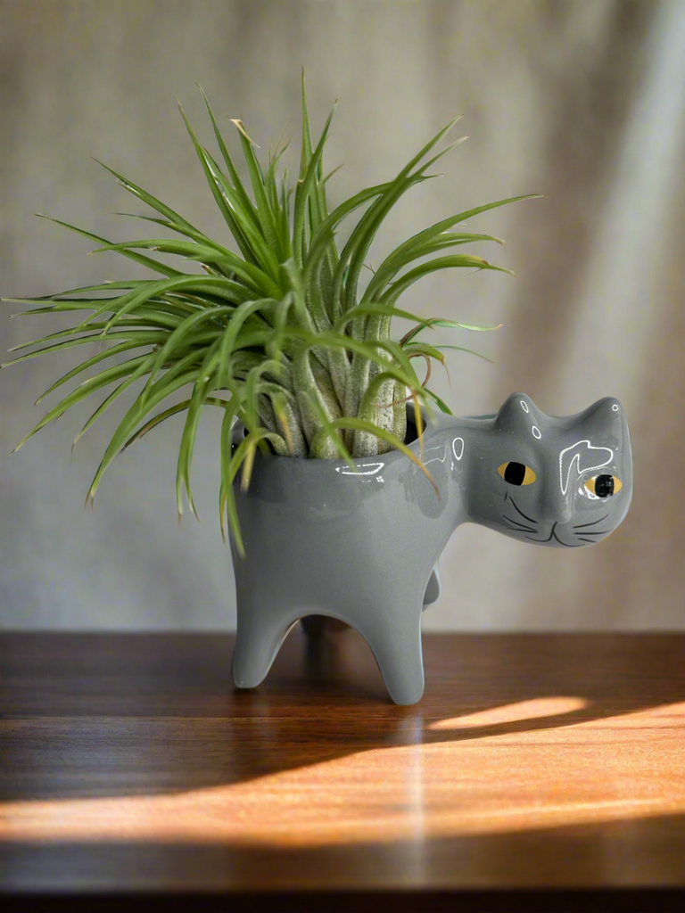 kitty plant pot Kitty pot