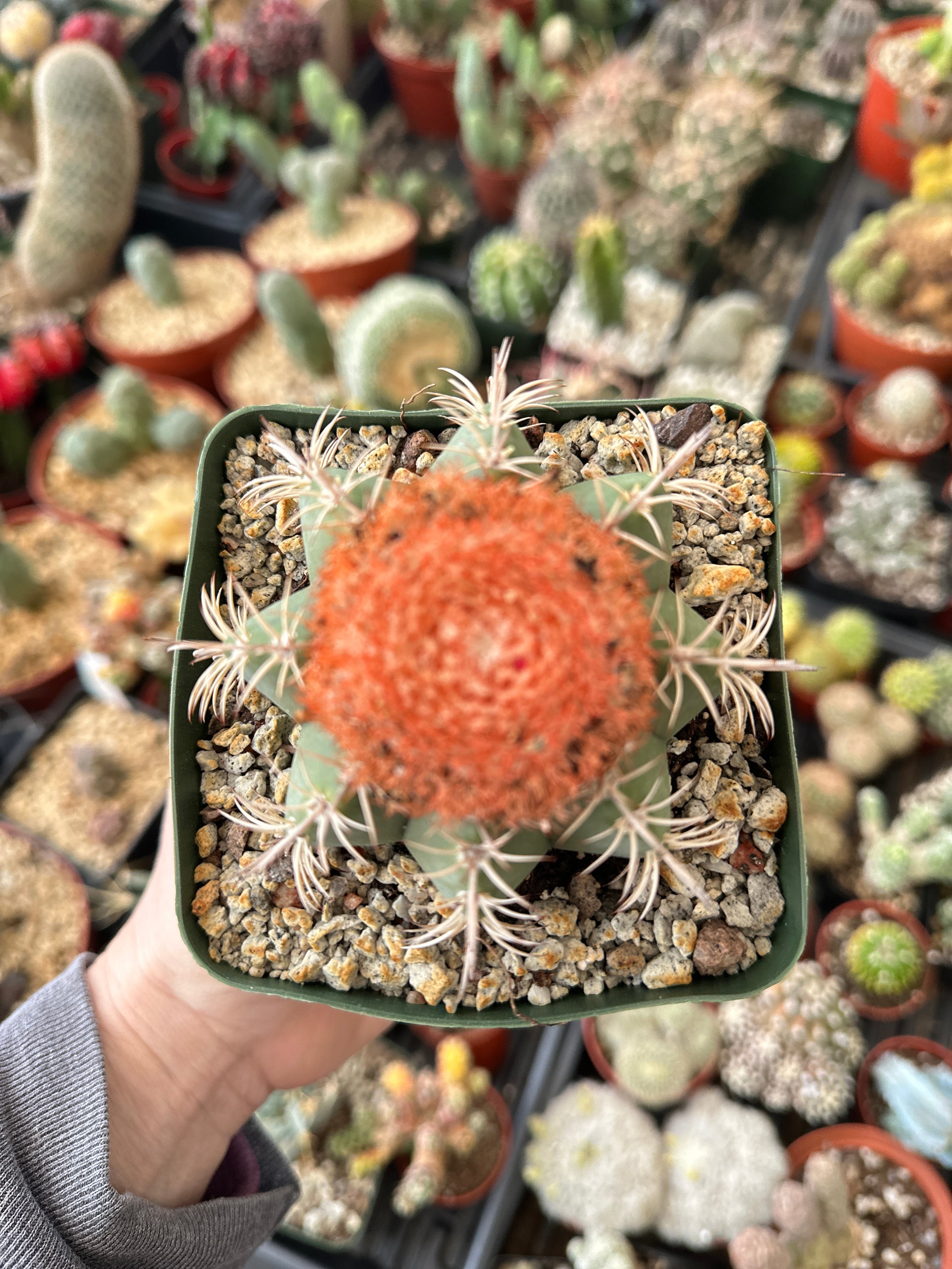 melocactus matanzanus pflege Melocactus matanzanus
