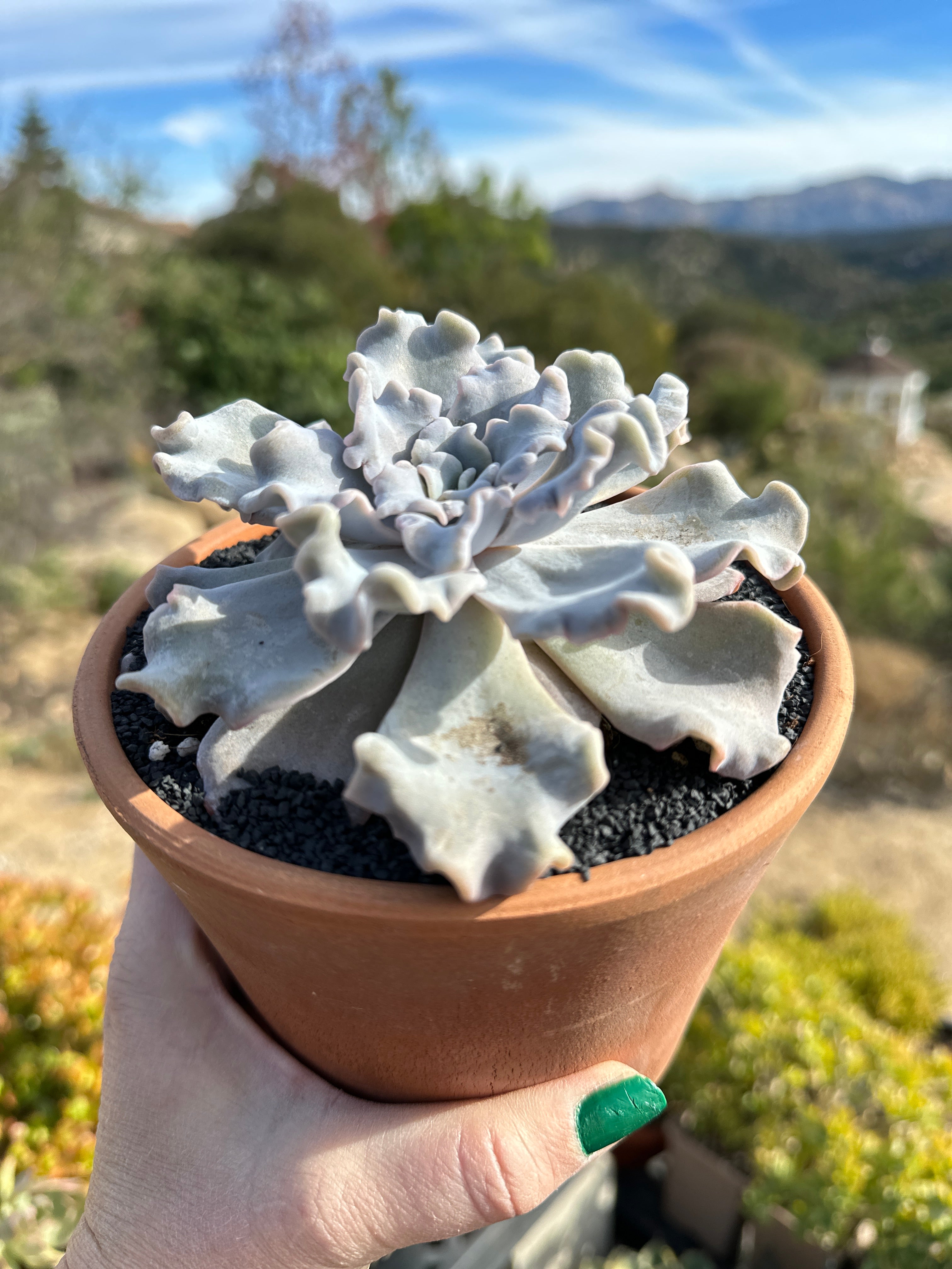 dancing lady succulent Echeveria ballet dancer/ cripsy beauty