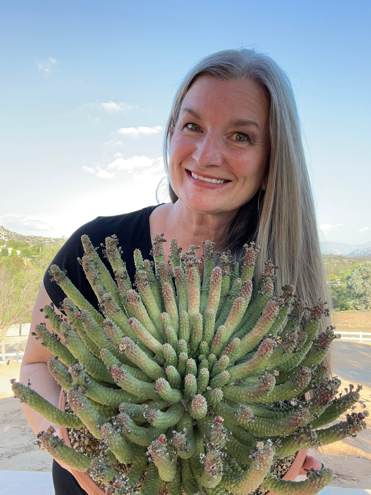 Euphorbia Esculenta Hybrid Partly Sunny Projects euphorbia-esculenta-hybrid-partly-sunny-projects