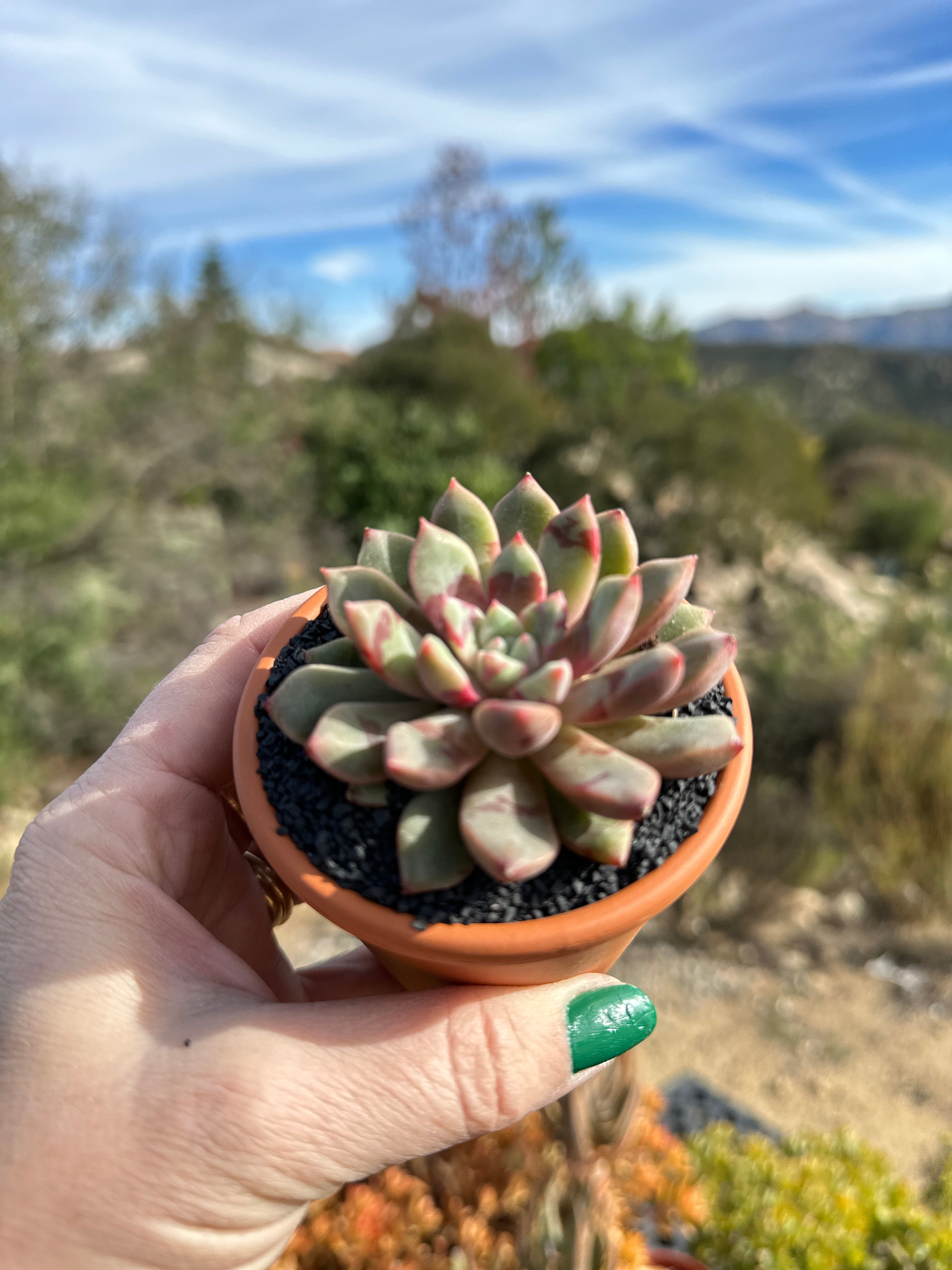 eco succulents Echeveria echo