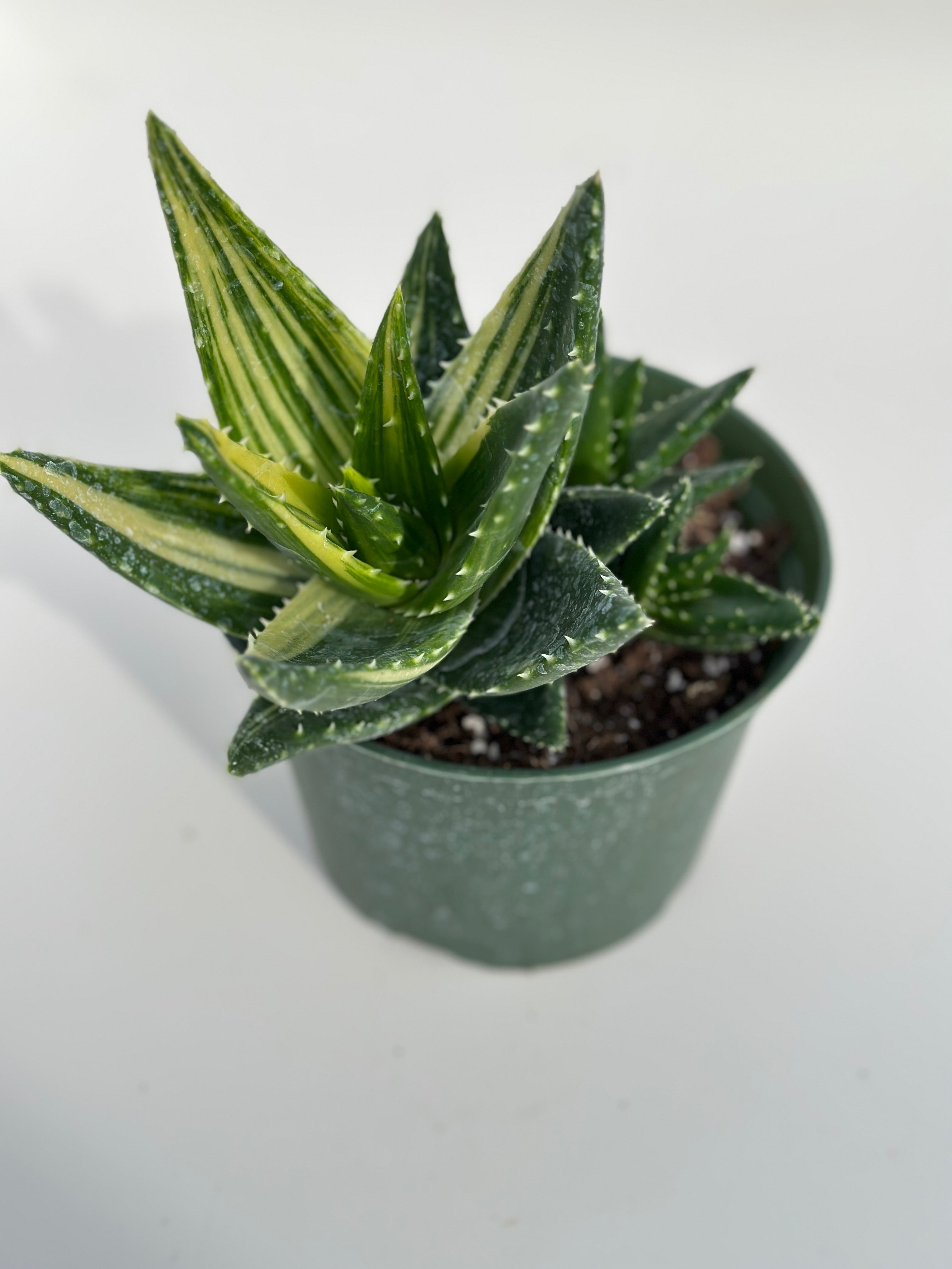 variegated aloe vera plant Variegated Aloe Nobilis