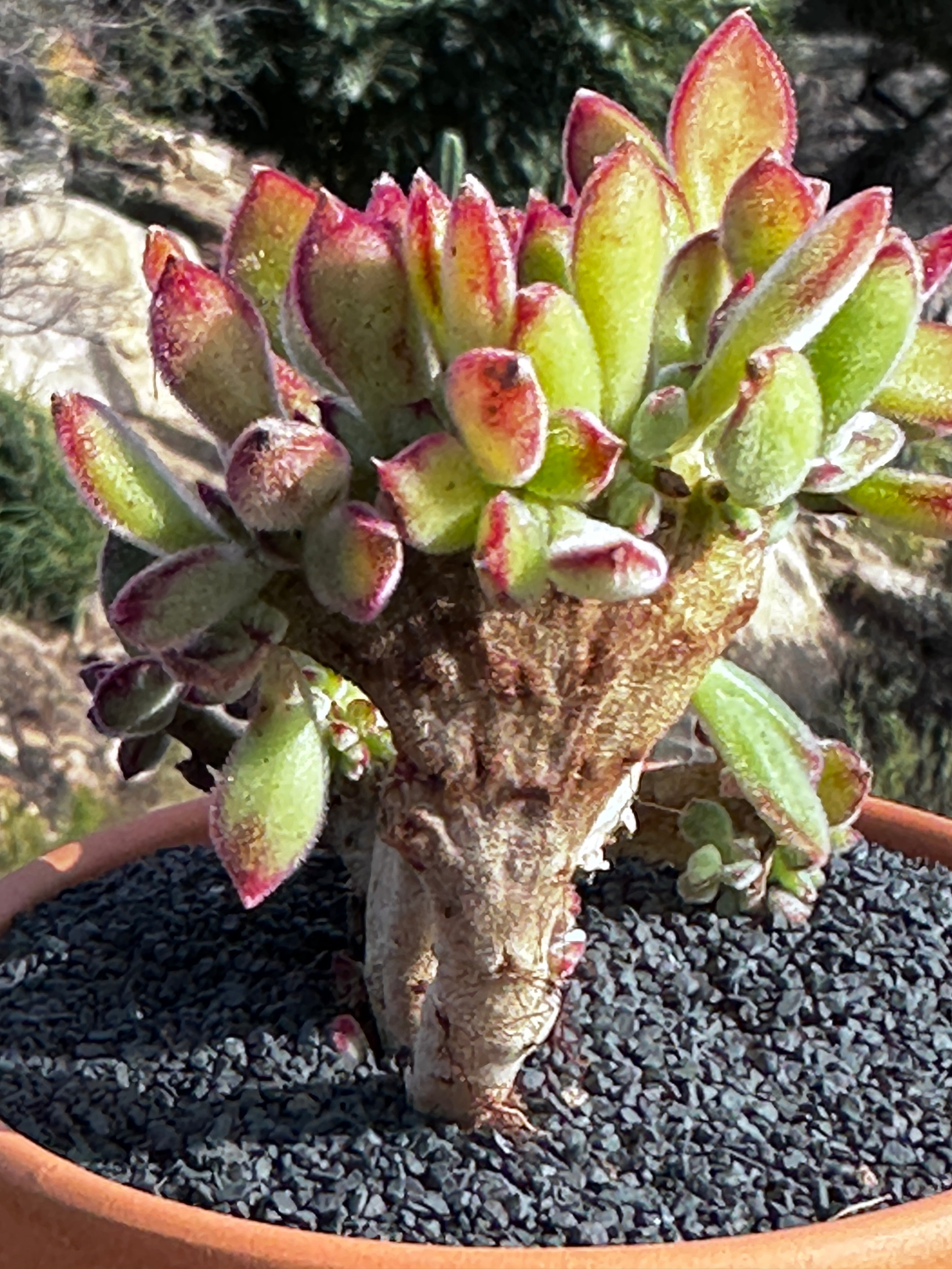 crested nevada succulent Echeveria pulvinata crested