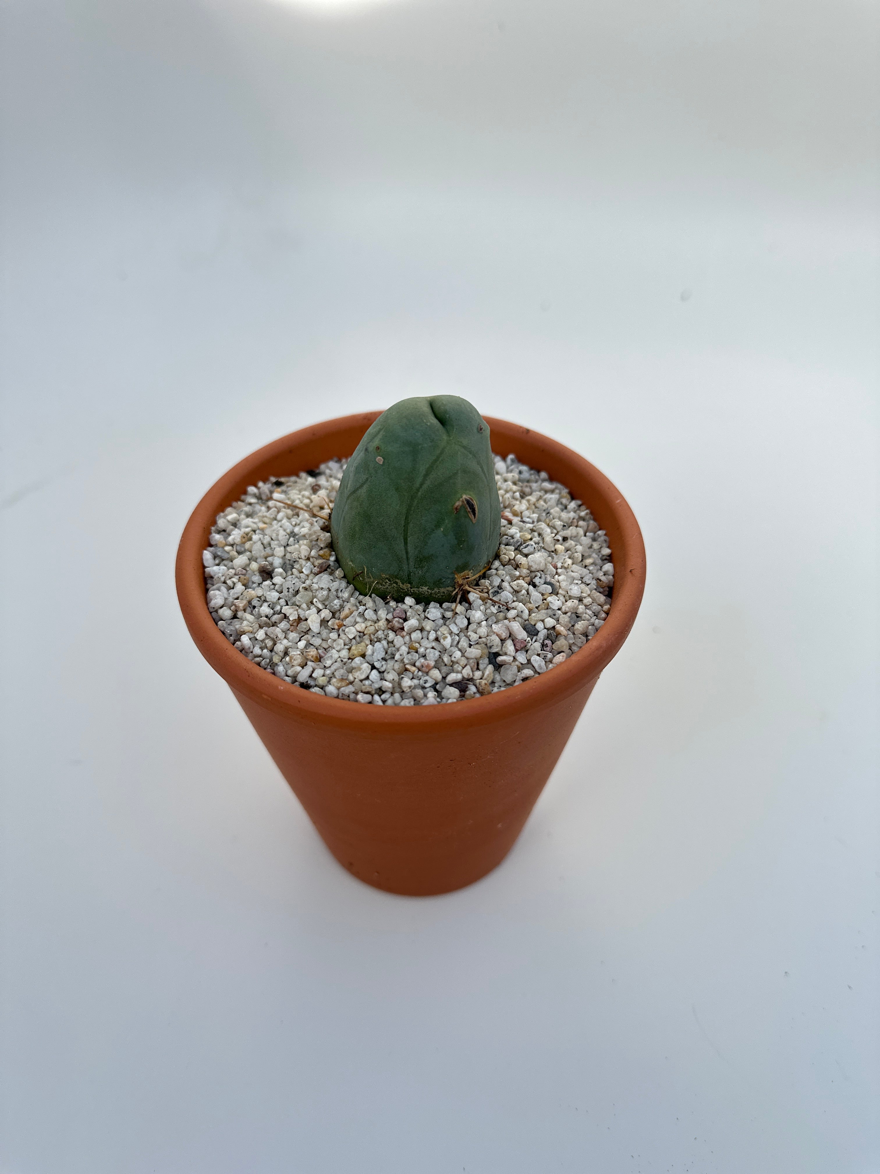 Penis Cactus | Trichocereus bridgesii monstrose