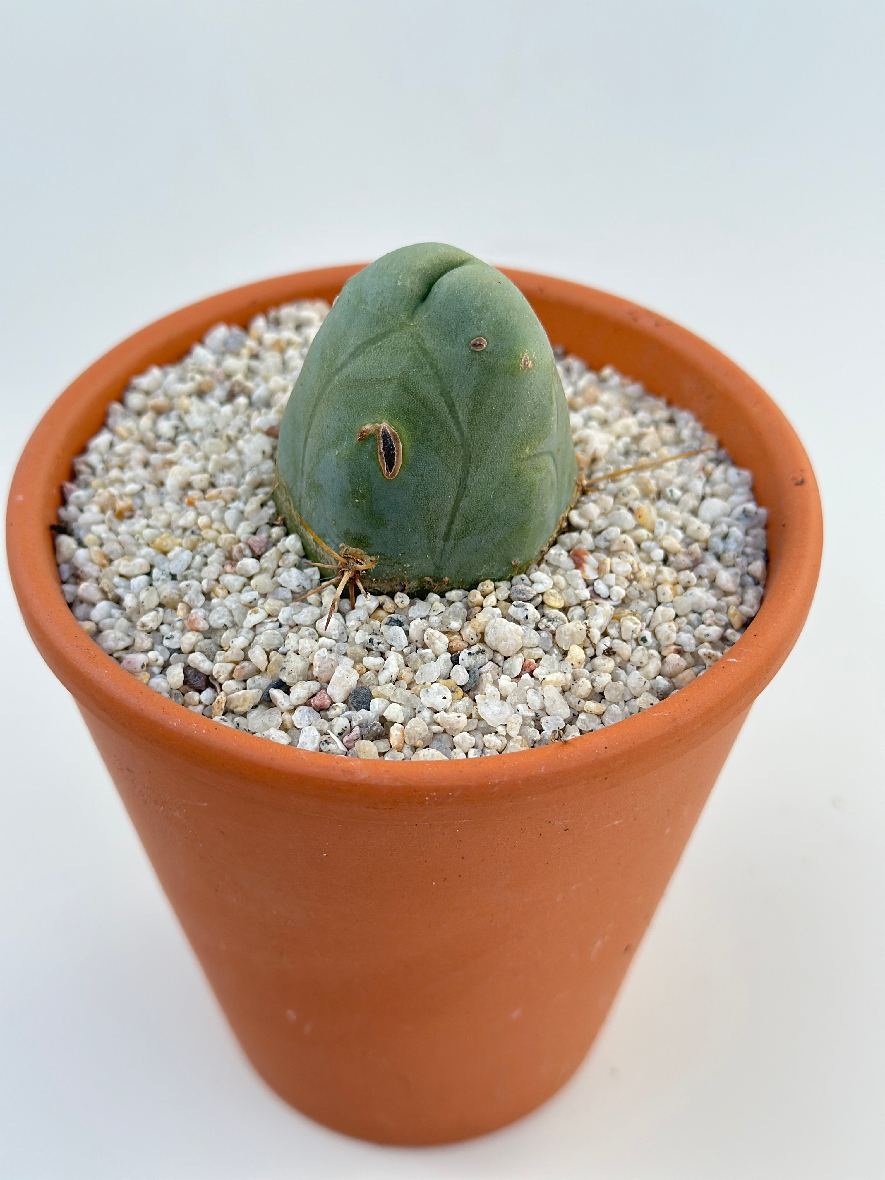 Penis Cactus | Trichocereus bridgesii monstrose