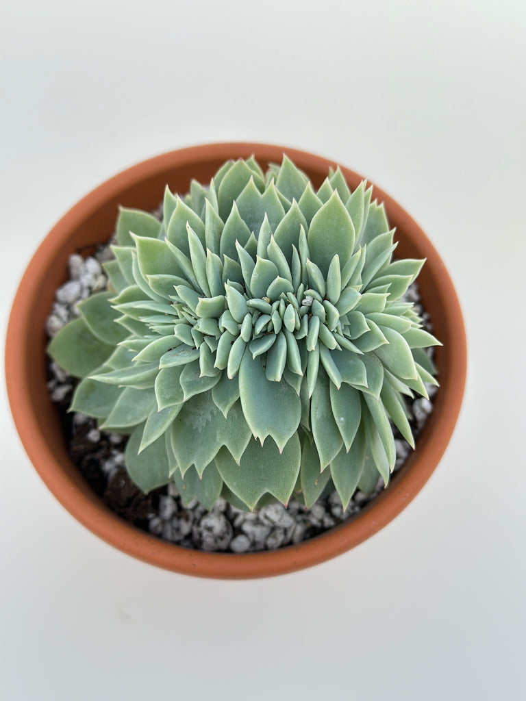 blue atoll succulent Crested Echeveria Blue Atoll