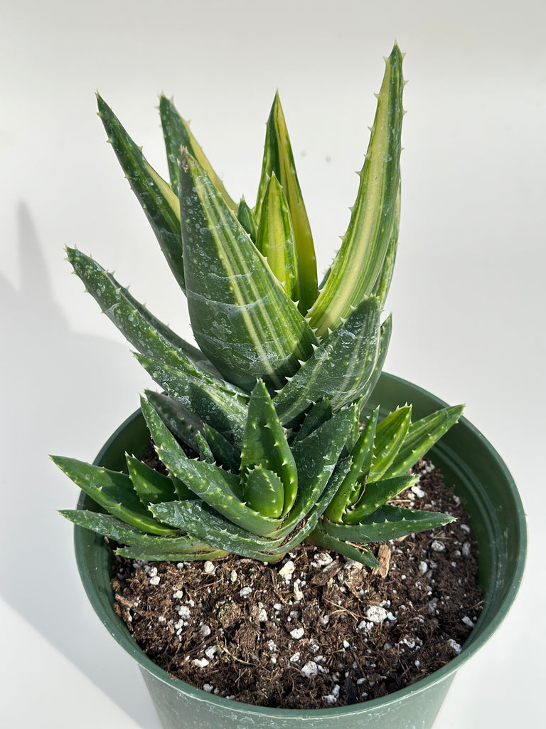 variegated aloe vera plant Variegated Aloe Nobilis
