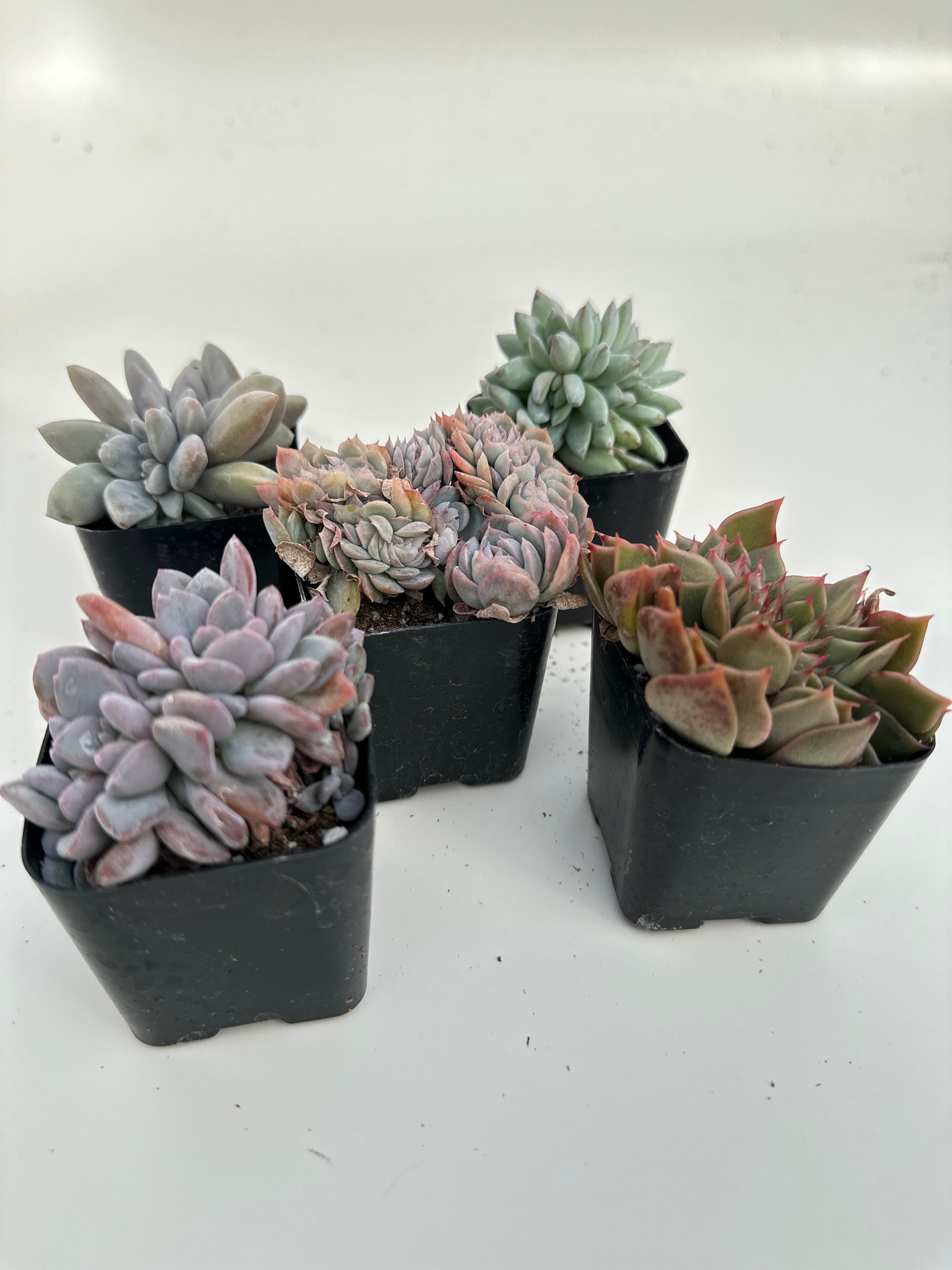 crested succulents Crested succulent set