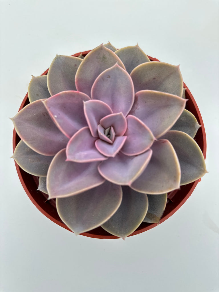pvn succulent Echeveria Pearl Von Nurnberg
