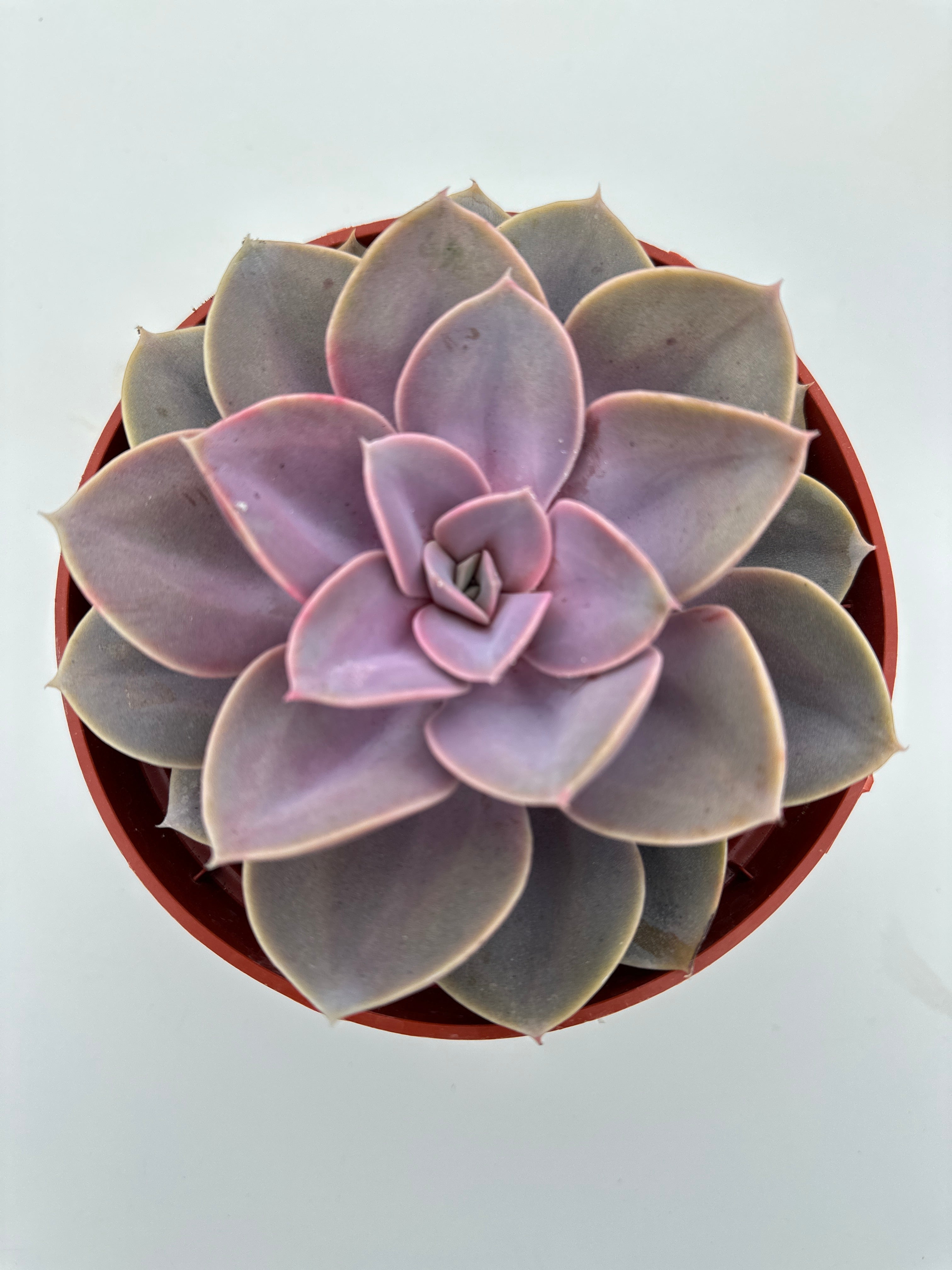 purple and white succulent Echeveria Pearl Von Nurnberg