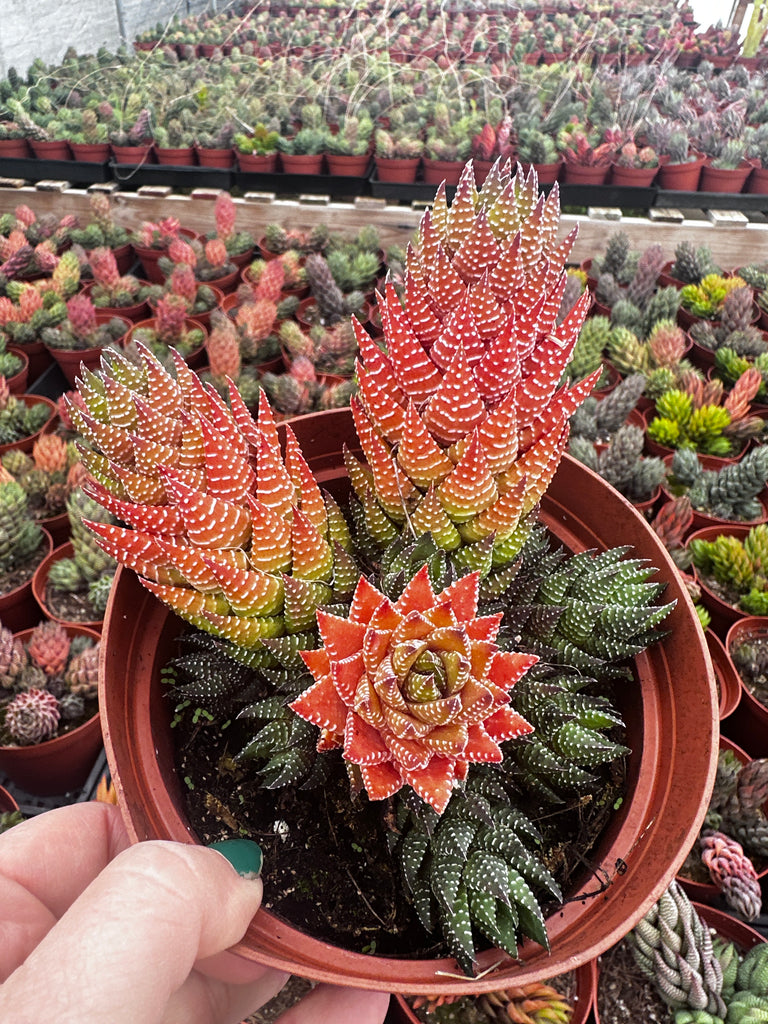 haworthia succulent bloom Haworthia coarctata